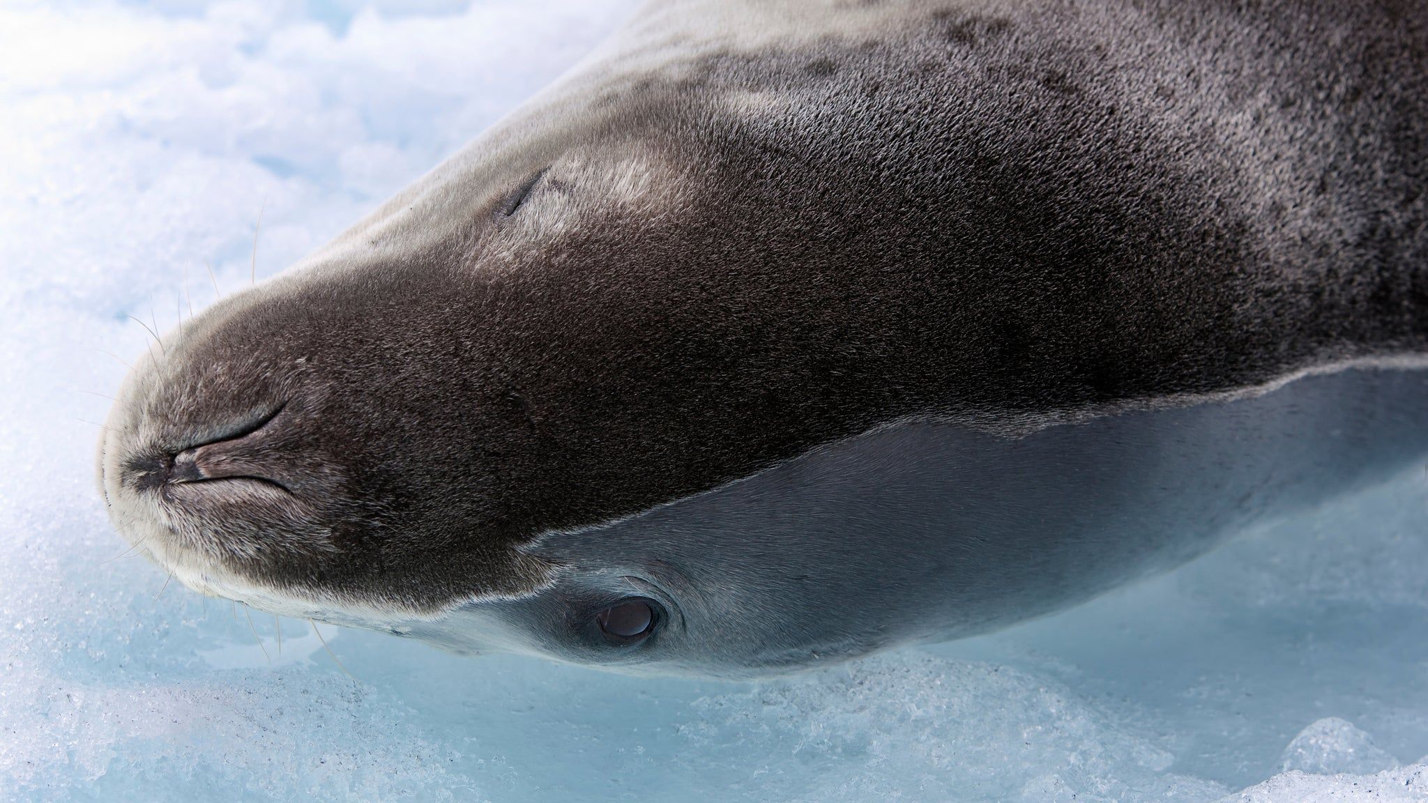 2048x1152 Leopard Seal: Apex Predator of the Ice