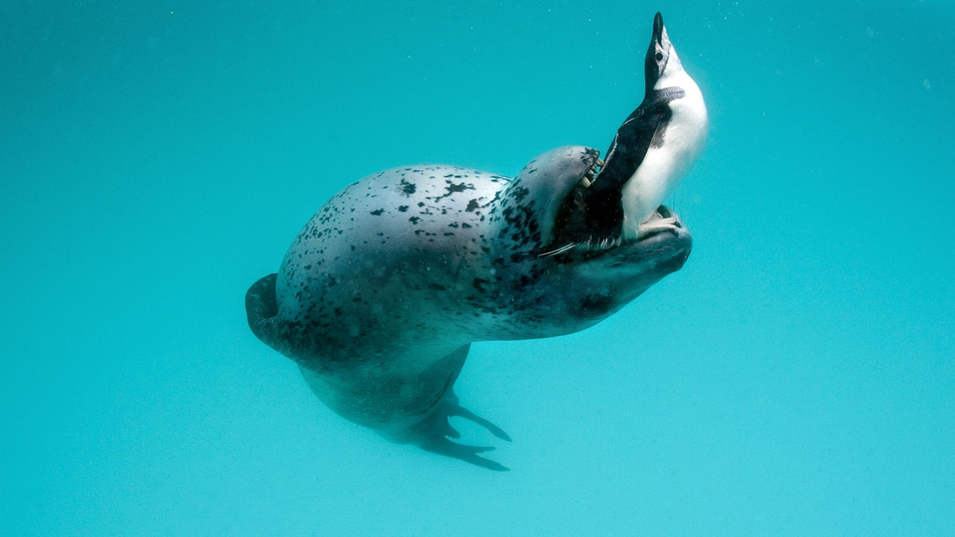 1920x1080 Leopard Seal Picture and Image: Free HD Downloads