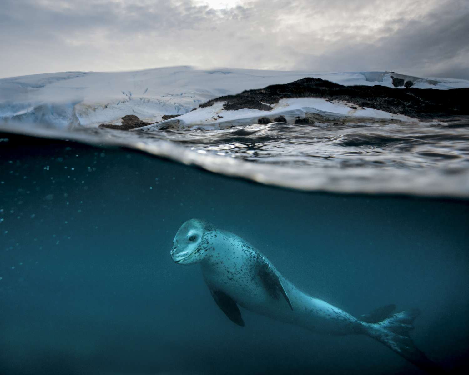 1500x1200 Leopard Seal - Animal Focus