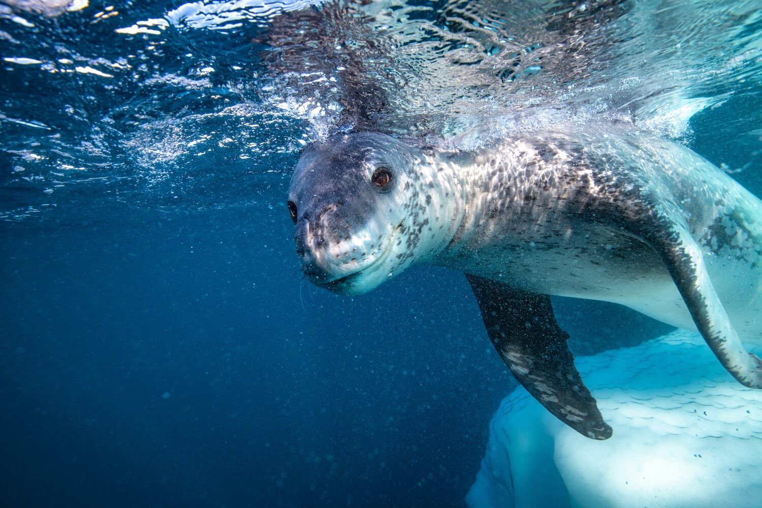 1500x1000 Discover Incredibly Fun Facts about the Leopard Seal