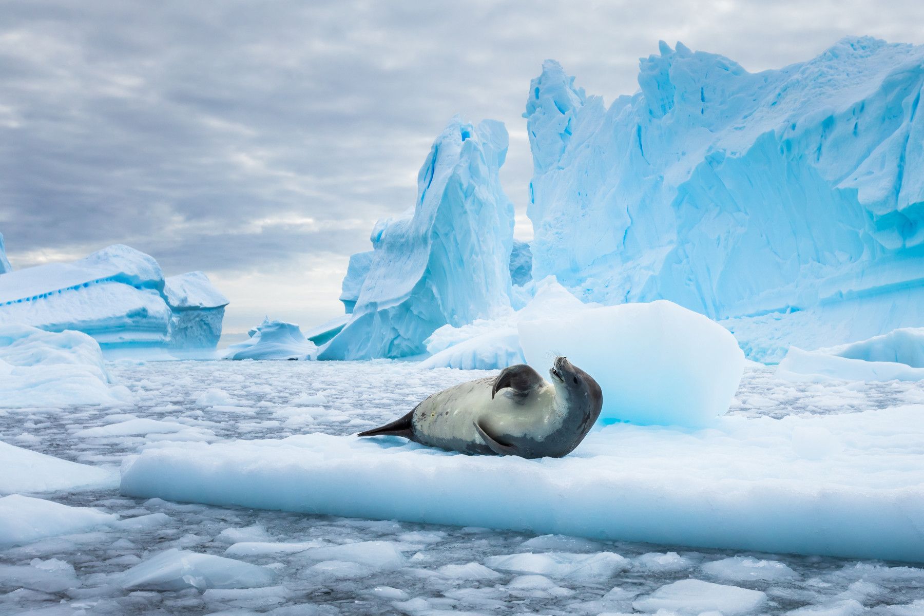 1800x1200 Leopard Seal. The Antarctic Apex Predator