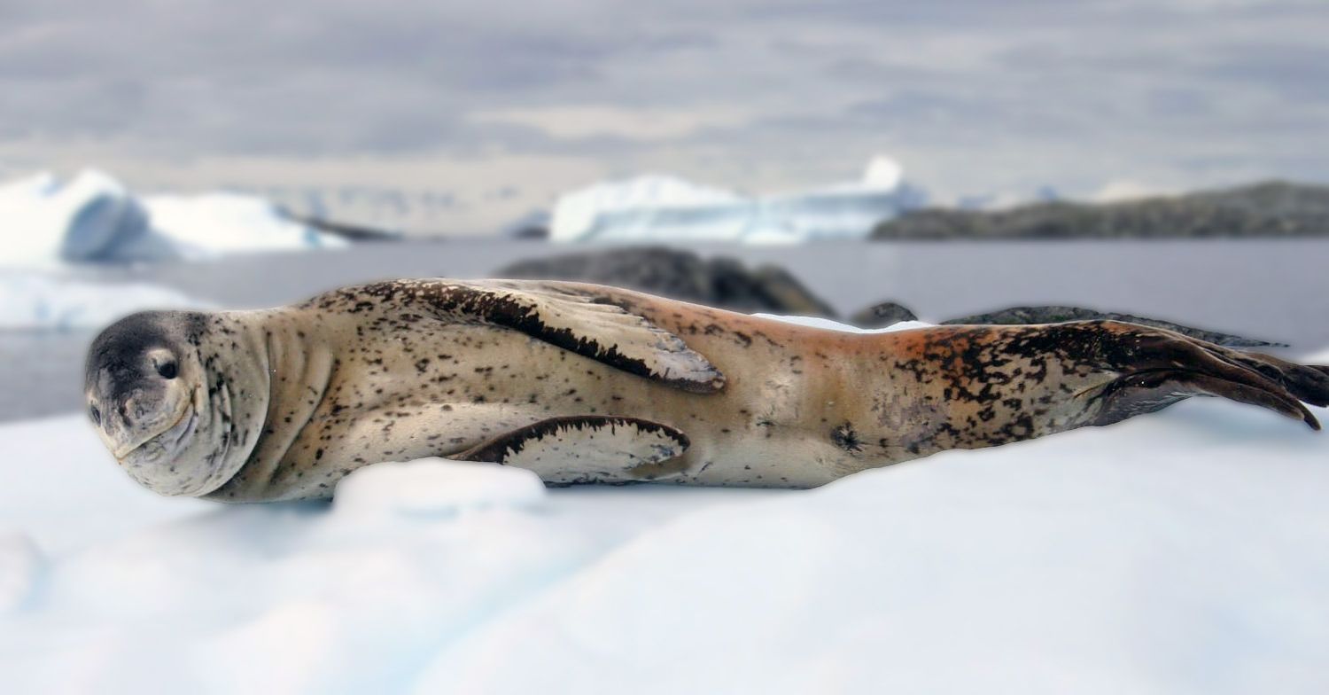 1500x784 Leopard Seal HD Desktop Wallpaper 77703