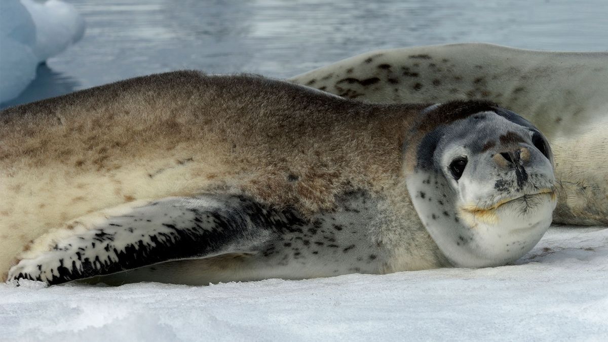 1200x675 Leopard Seals Are Apex Predators of the Antarctic