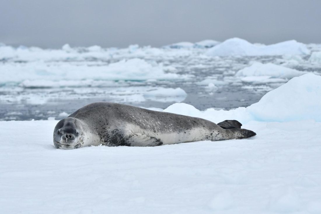 1100x733 Leopard Seal. Facts, picture & more about Leopard Seal