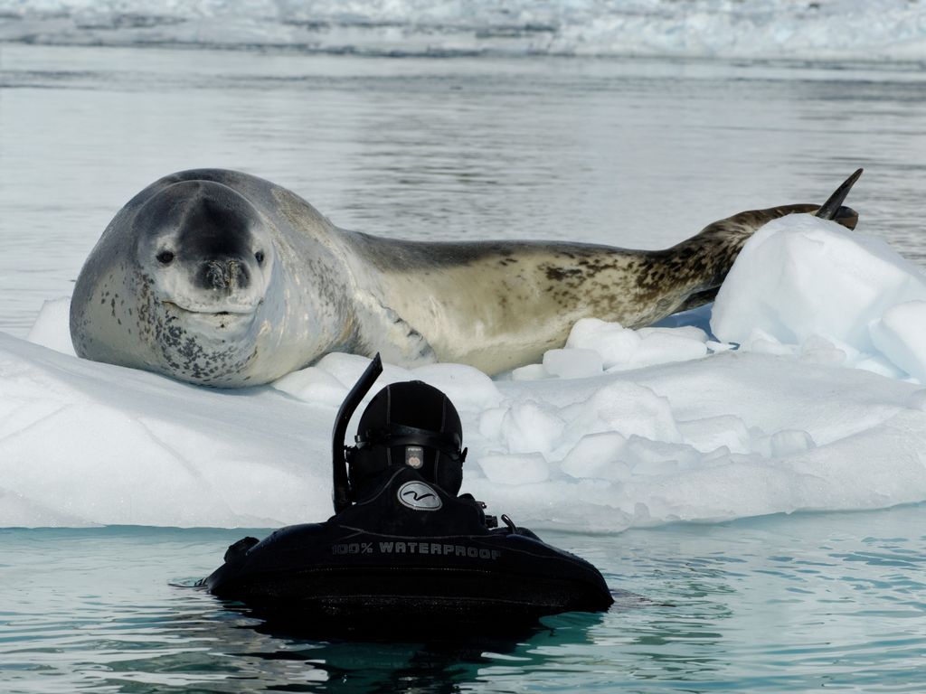1024x768 Polar Photographer Paul Nicklen On Chasing Narwhal and Swimming With Leopard Seals. Condé Nast Traveler