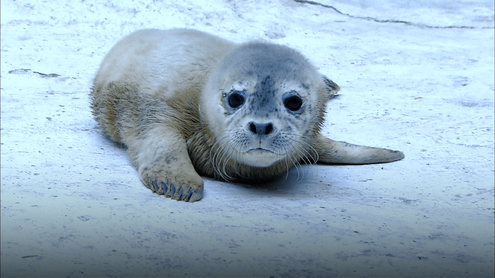 1920x1080 Ten things you might not know about seals
