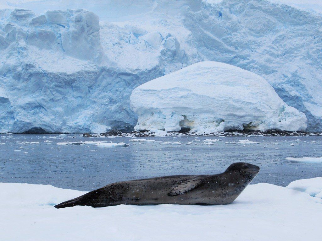 1024x768 Leopard Seal. This leopard seal was on an ice flow in Hidde
