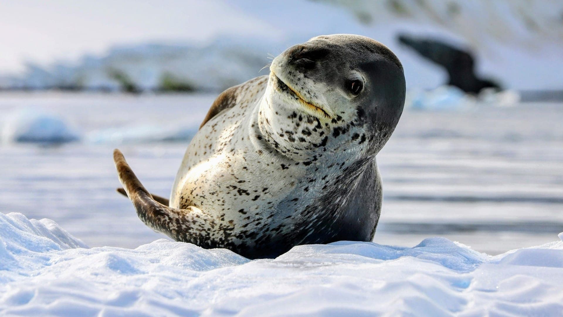 1920x1080 Leopard seal diets are reshaping Antarctic ecosystems