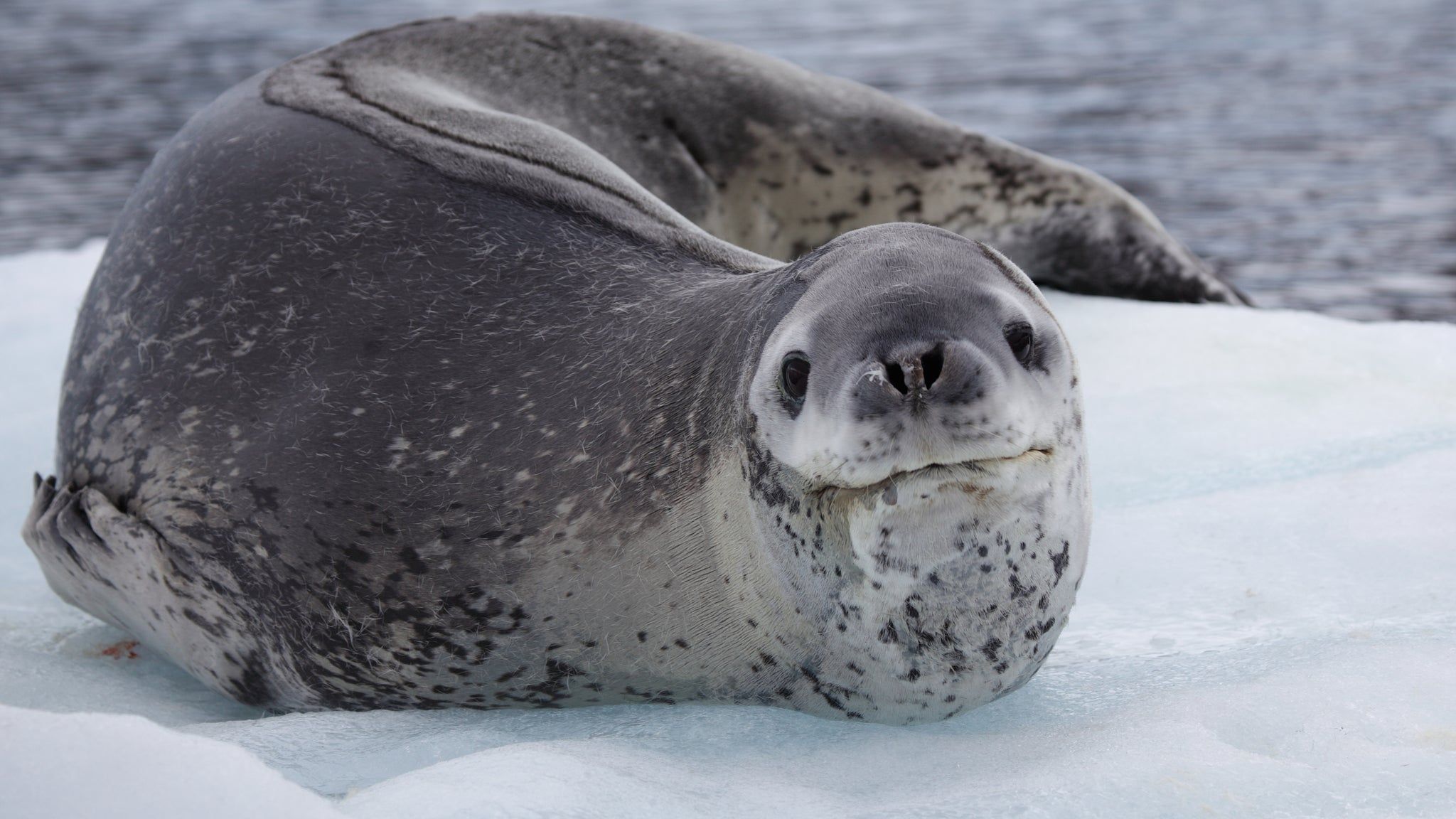 2048x1152 Leopard Seal: Apex Predator of the Ice