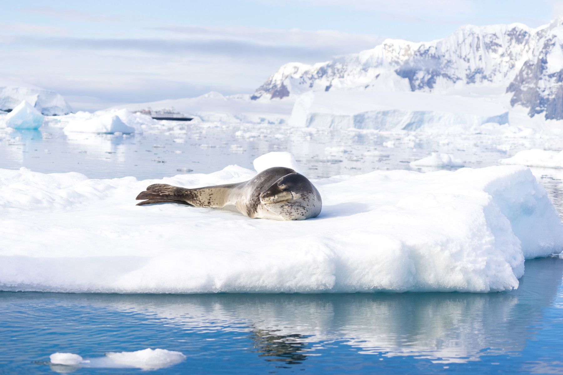 1800x1200 Leopard Seal. The Antarctic Apex Predator