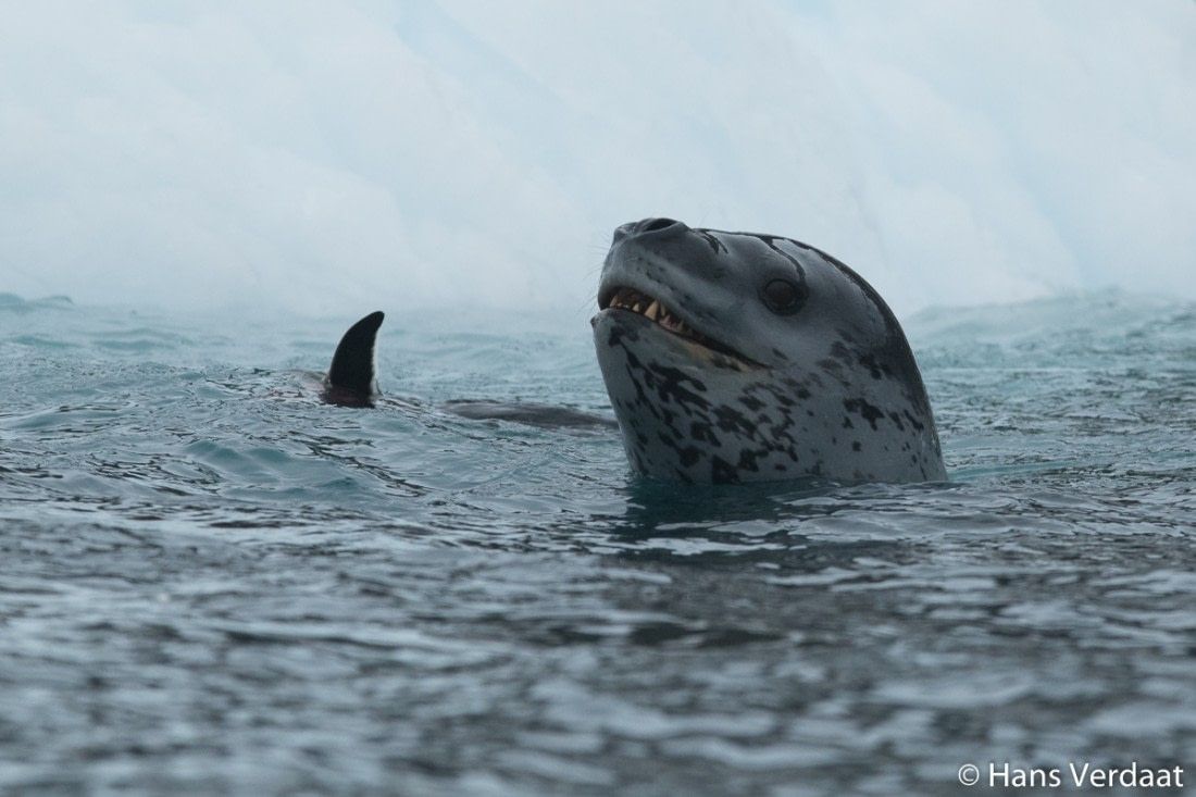 1100x733 Danger Beneath the Water: 10 Facts About Leopard Seals