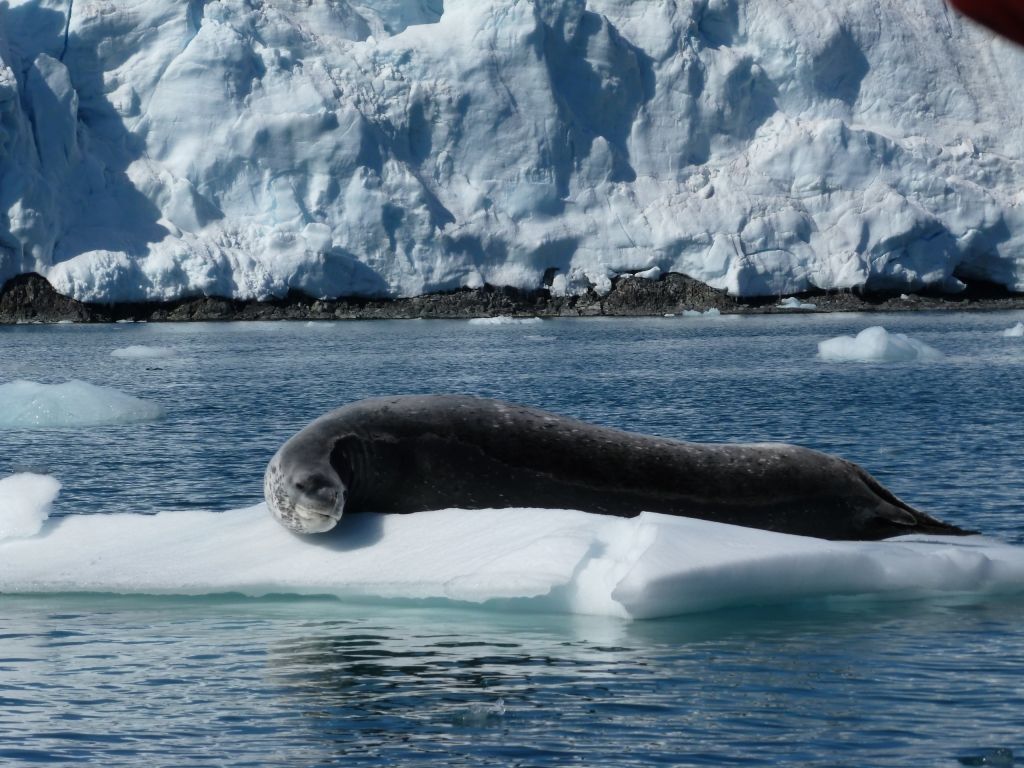 1024x768 Leopard seal on iceberg. Polar Media Archive