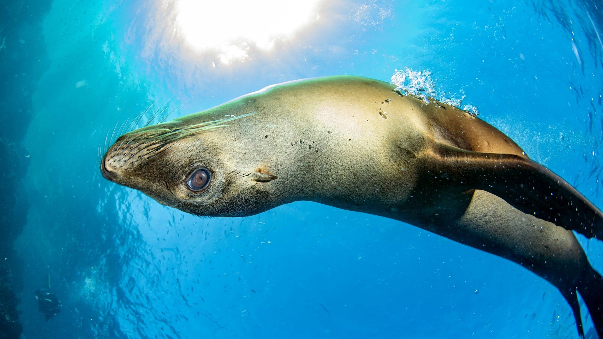 2048x1152 Exploring the Fascinating World of Seals: A Deep Dive into Seal Specie