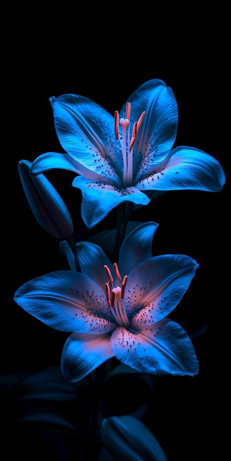 736x1471 Poco F7 Wallpaper