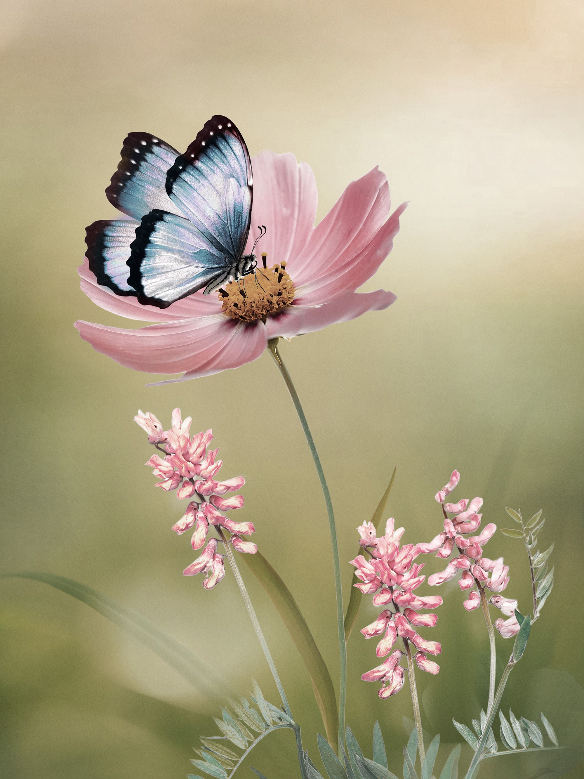 2000x2667 Prints Butterfly Flower Poster (20 x 28 in)