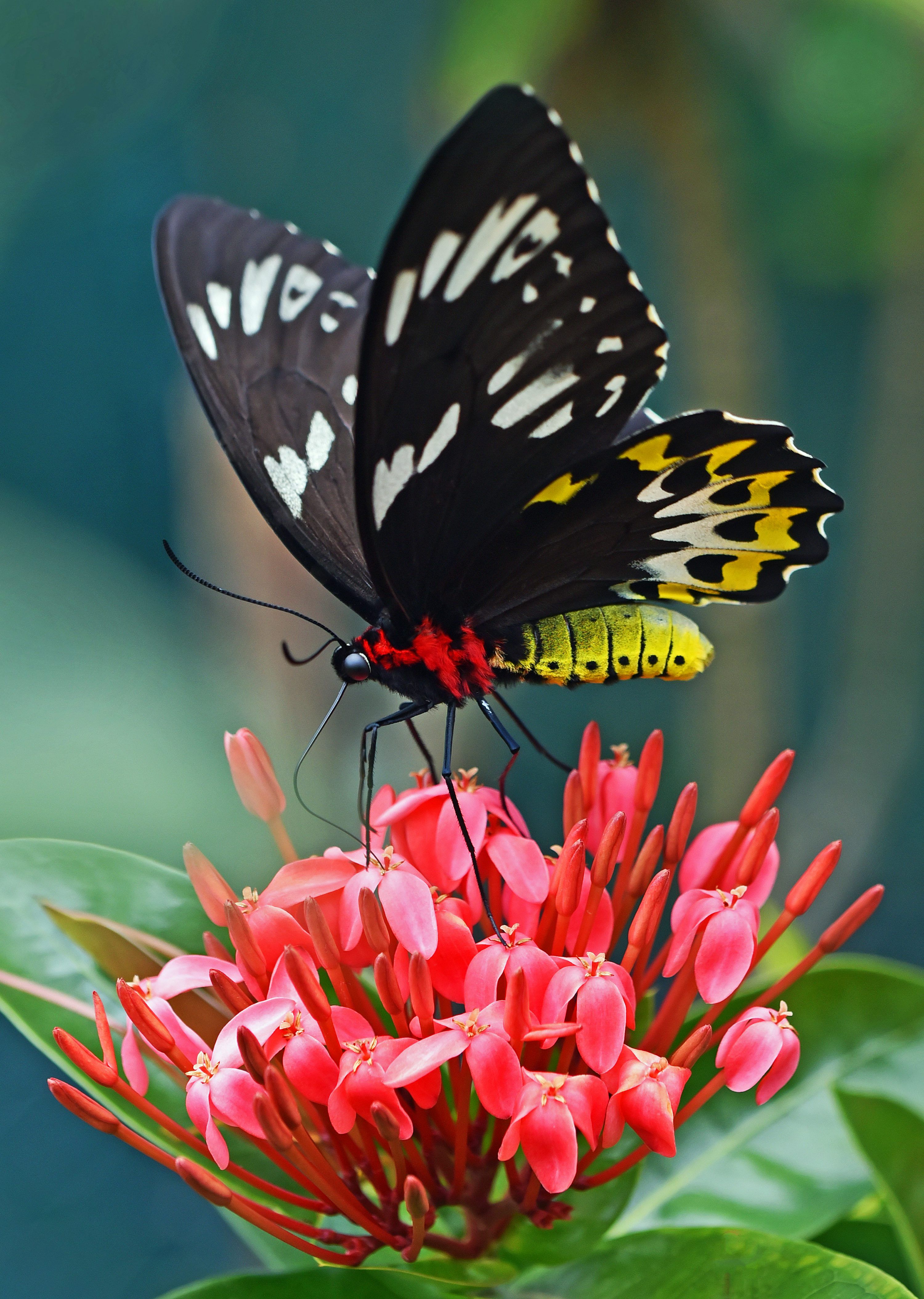 3000x4218 Butterfly Flower Picture. Download Free Image
