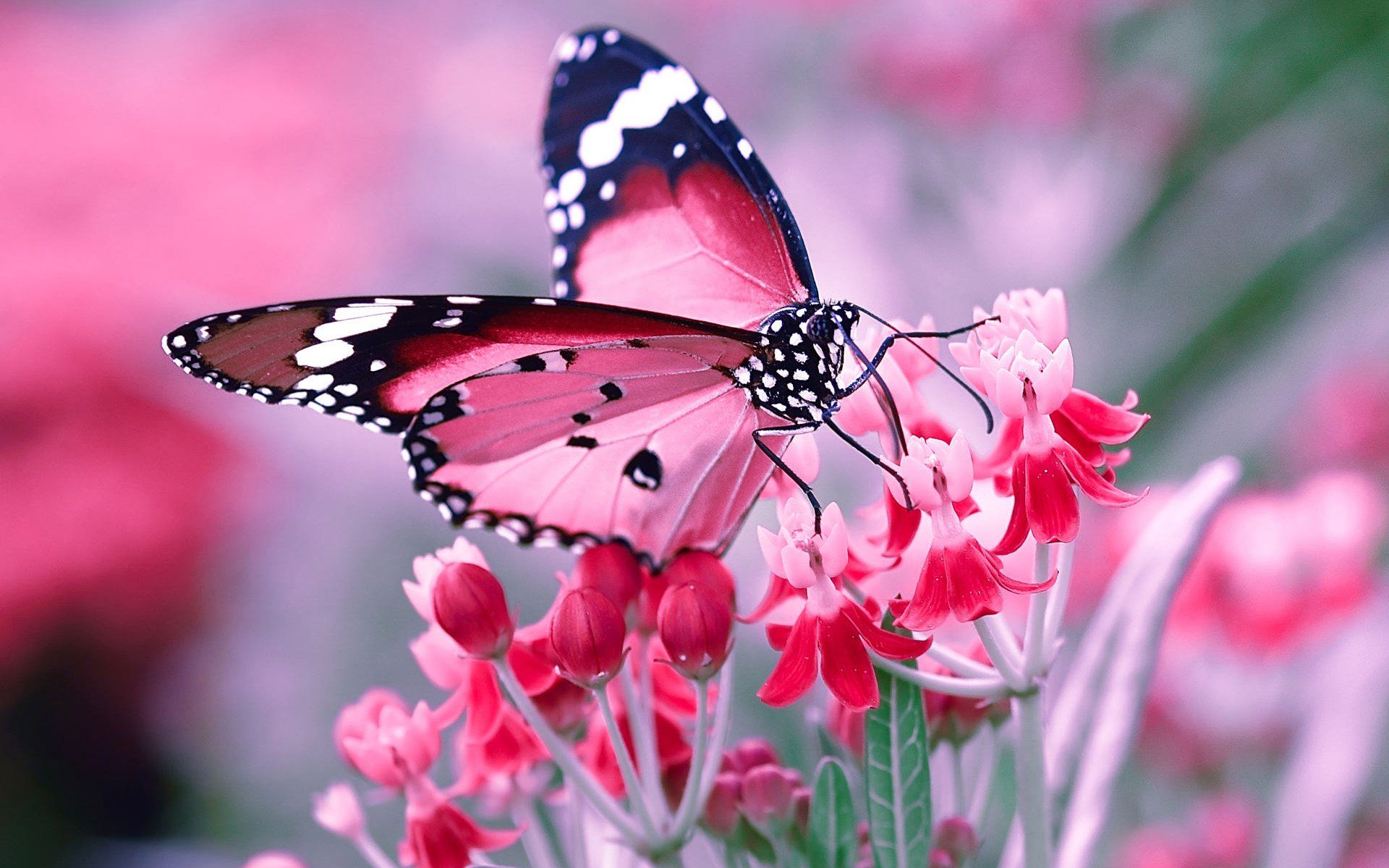 1920x1200 Blooming Wings: HD Butterfly on Pink Flowers Wallpaperx1200