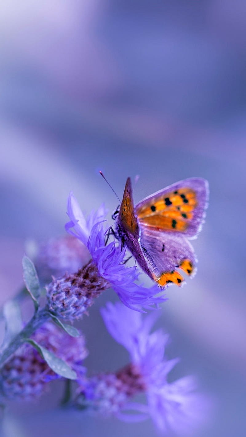 800x1422 Butterfly on flower, purple, blossom, HD phone wallpaper