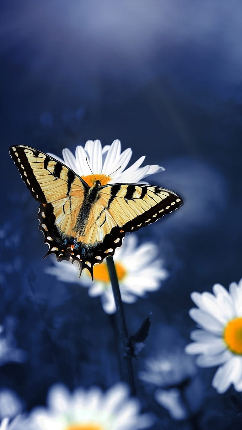 800x1422 Butterfly on flower, white flower, blur, HD phone wallpaper