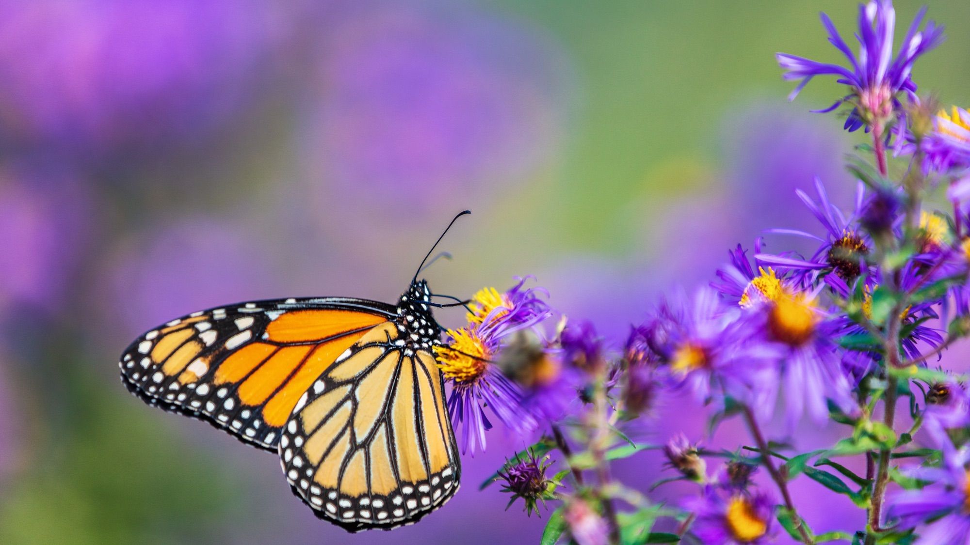 2000x1125 How to plant a garden butterflies will love