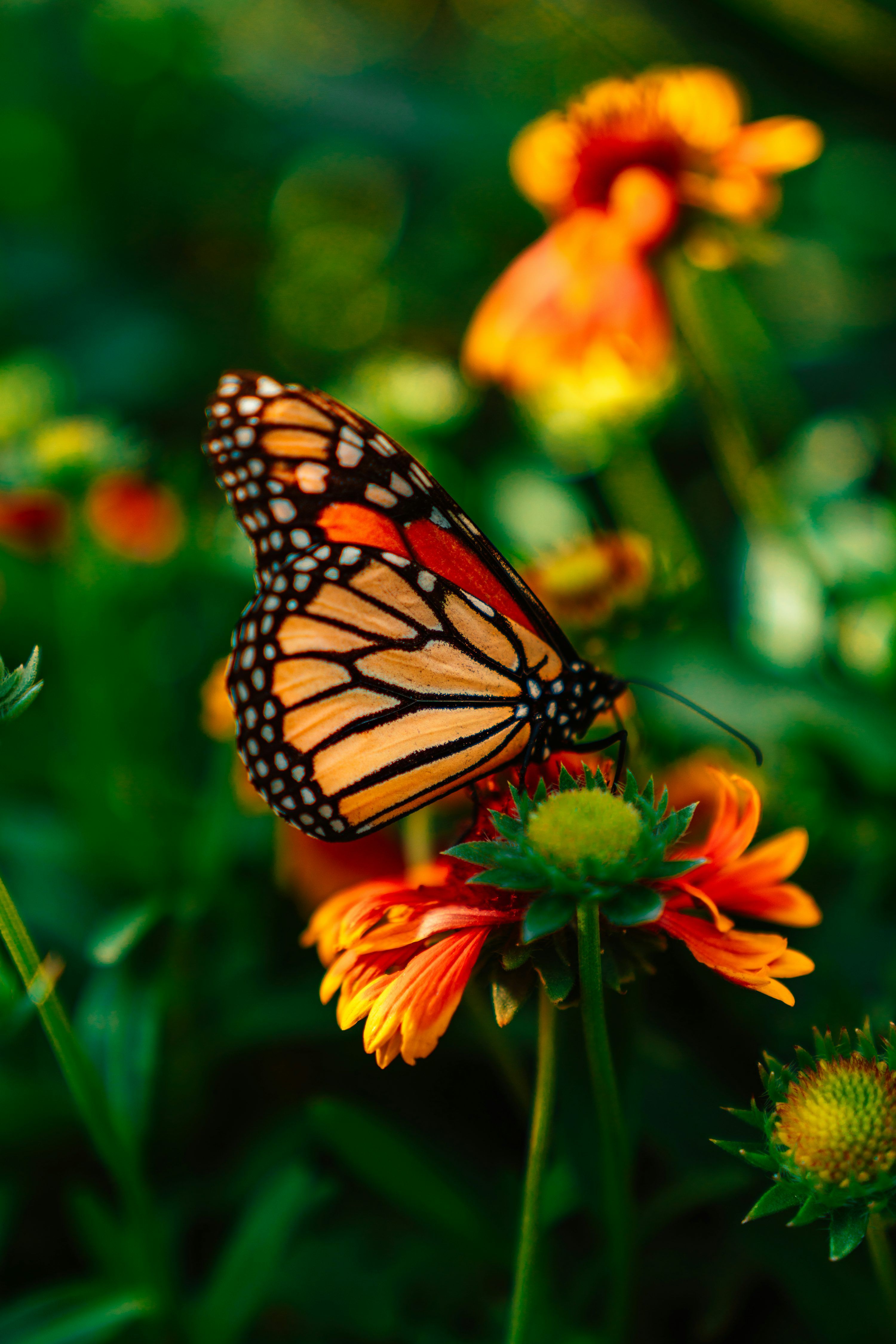 3000x4498 Orange and black butterfly on flowers