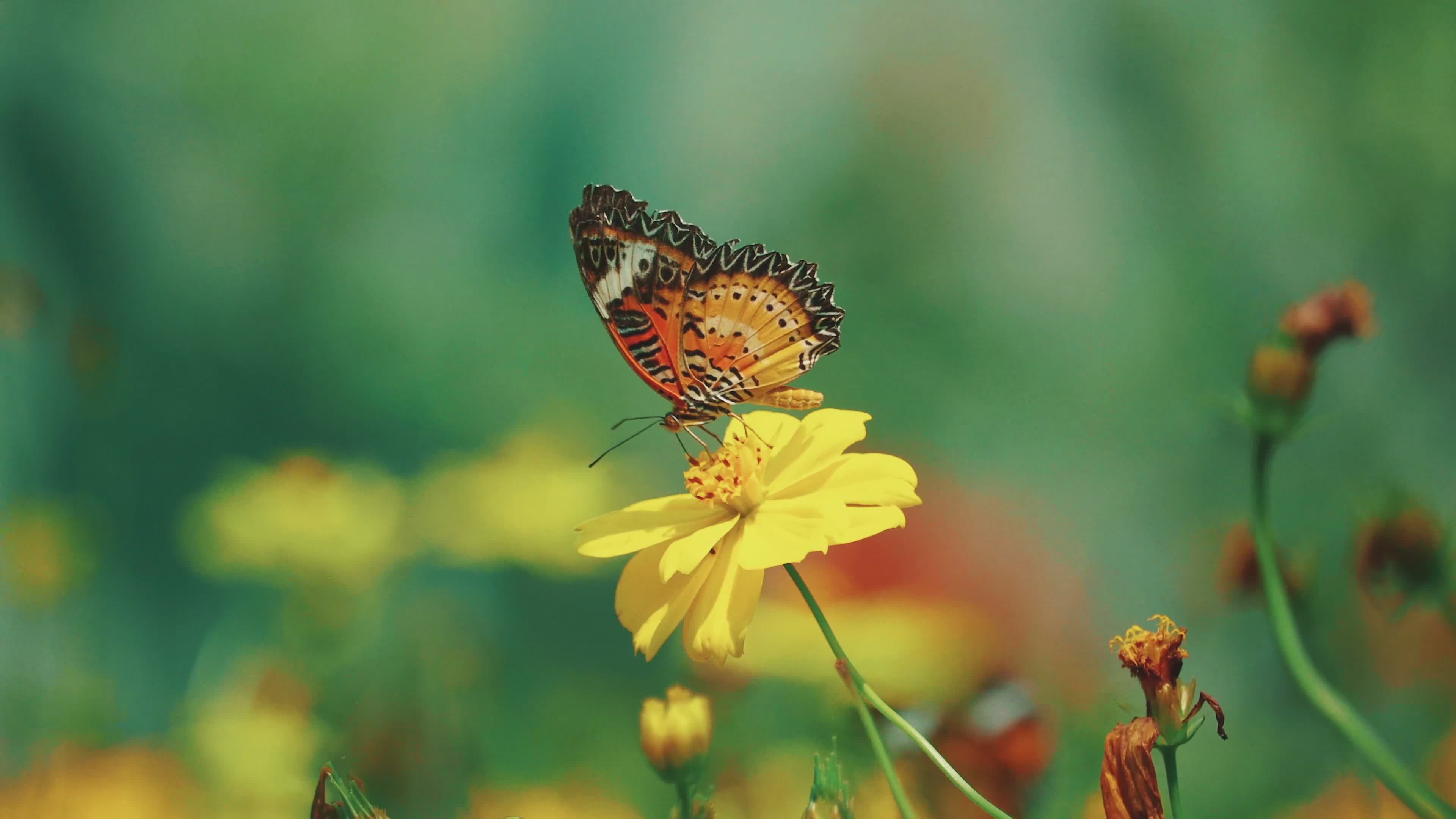 3840x2160 Beautiful Butterfly On Vibrant Yellow Flower Free Stock Video Footage, Royalty Free 4K & HD Video Clip