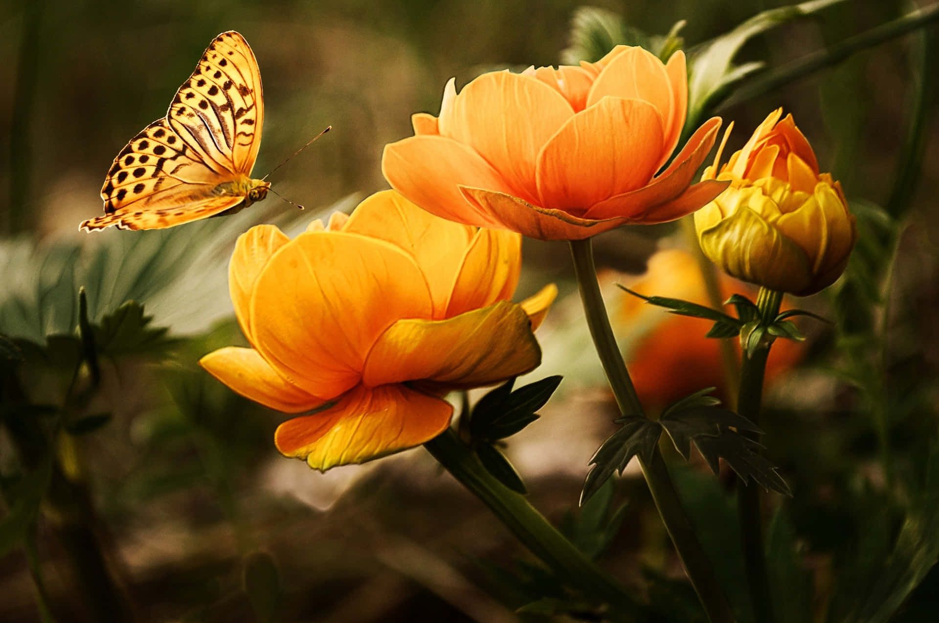 1920x1275 Flowers And Butterflies Background