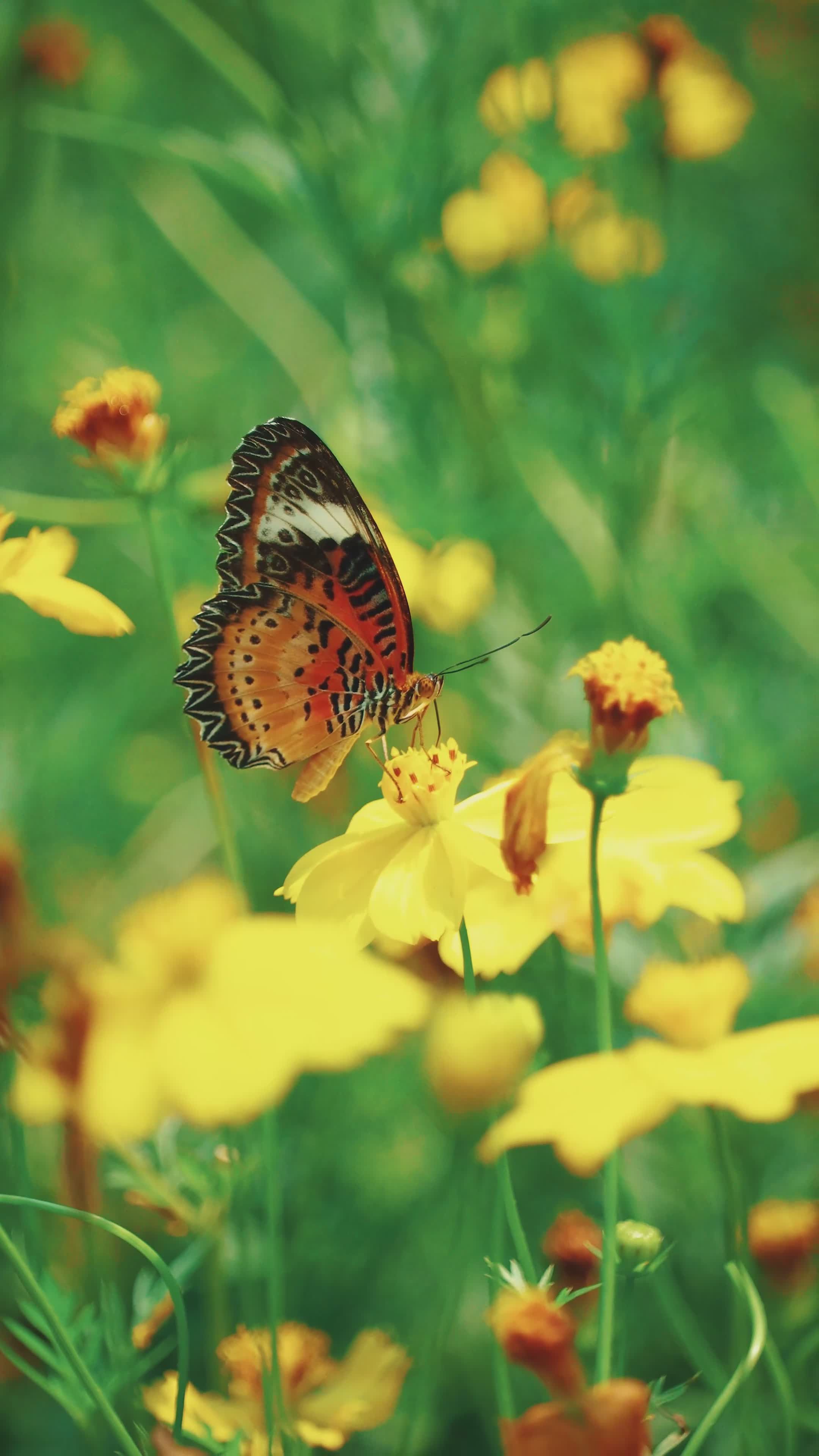 2160x3840 Close Up Of Butterfly On Yellow Flowers In Spring