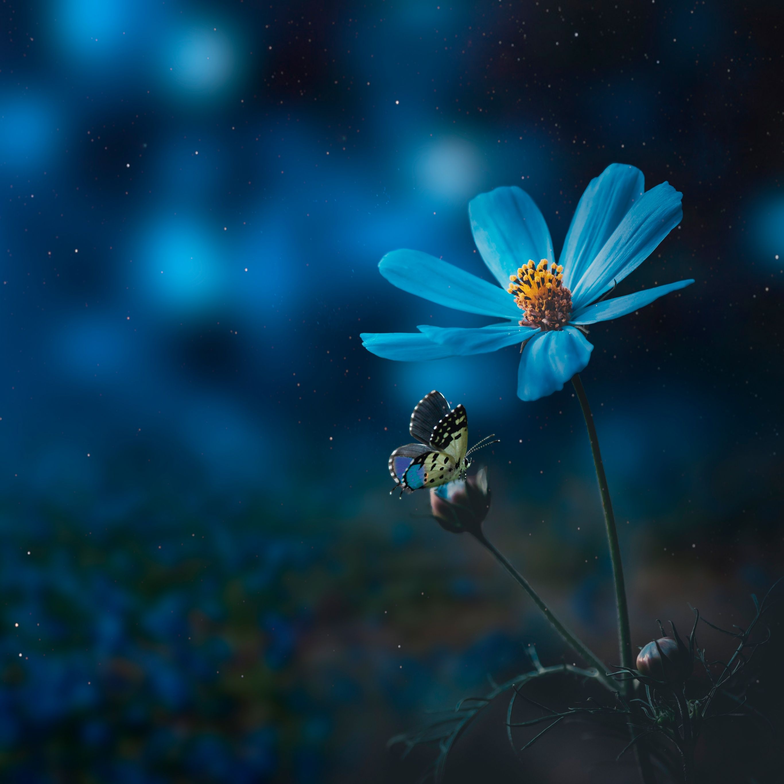 2732x2732 Blue flower Wallpaper 4K, Pollination, Butterfly, Bokeh