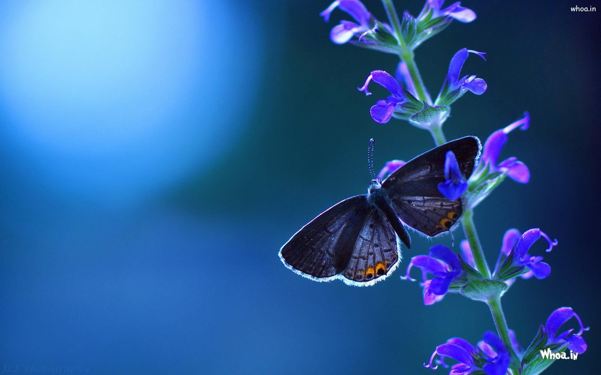 1920x1200 Beautiful Purple Butterfly Setting On The Flower HD Wallpaper