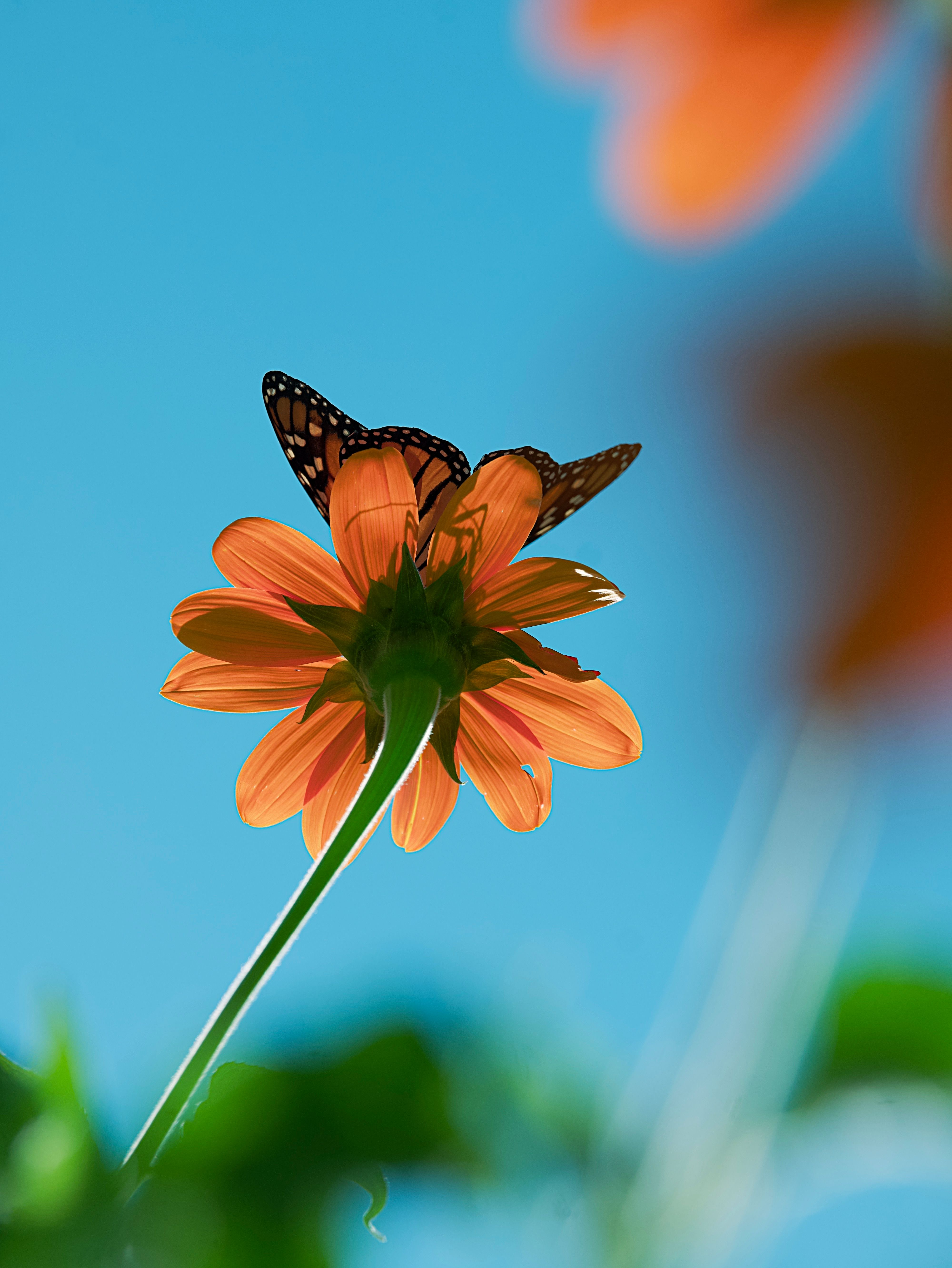 4000x5328 Butterfly on a Flower · Free