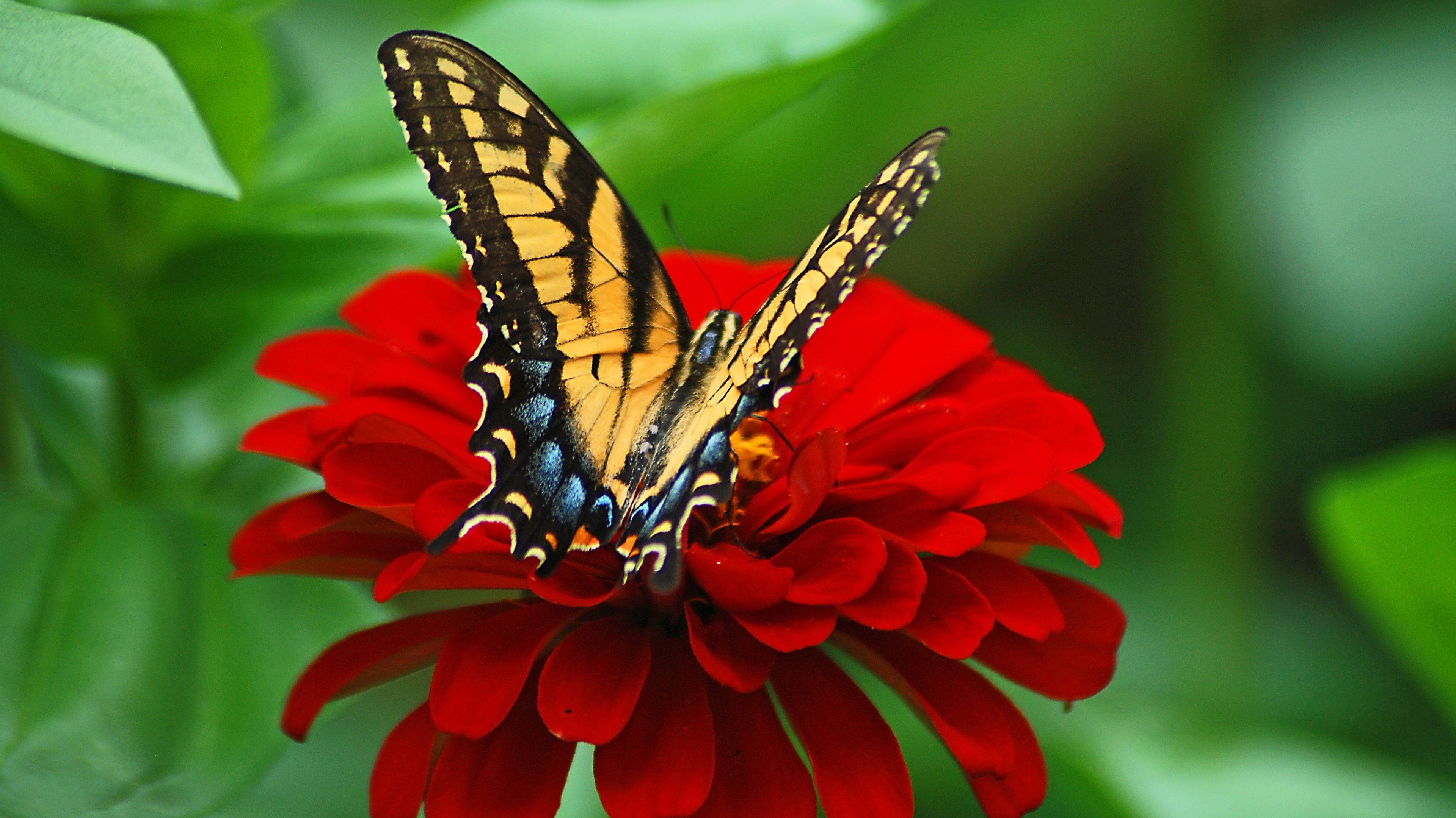 3840x2160 Vibrant Butterfly on Red Flower Ultra HD Wallpaper**x2160