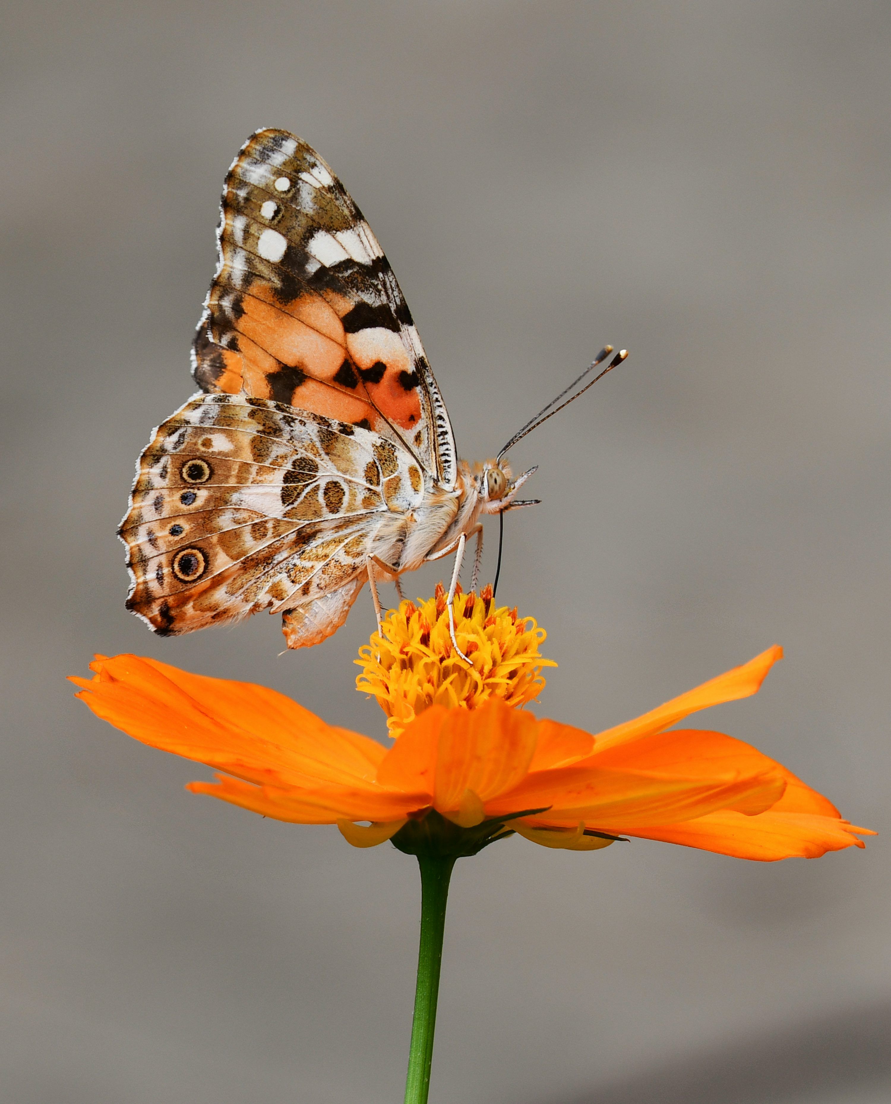 3000x3719 Butterfly Flower Picture. Download Free Image
