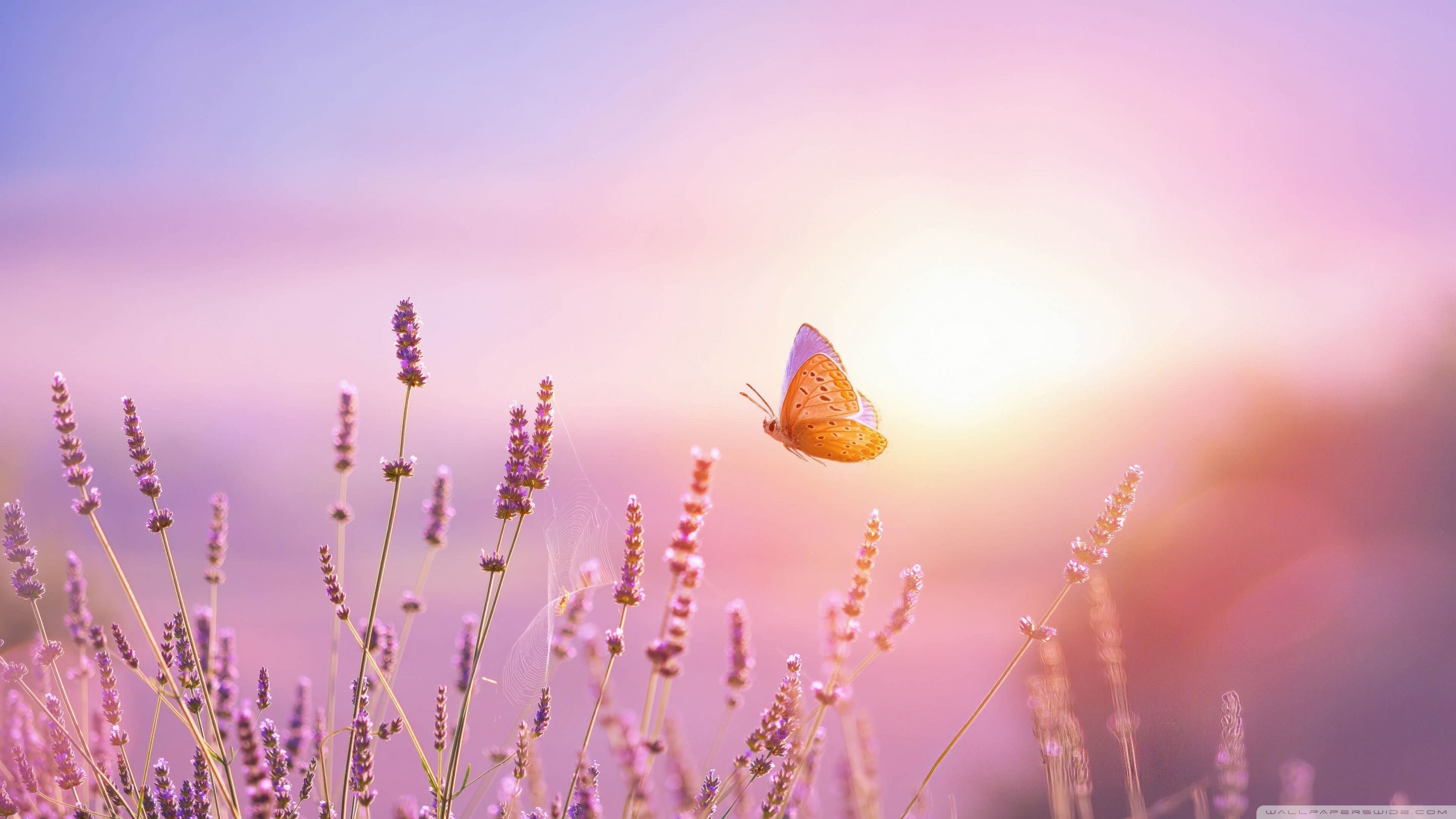 2880x1620 Butterfly, Lavender, Flowers, Sun Glow, Harmony 4K UHD Wallpaper for UltraHD Desktop and TV : Widescreen and UltraWide Display : Dual Monitor : Smartphone and Tablet Devices