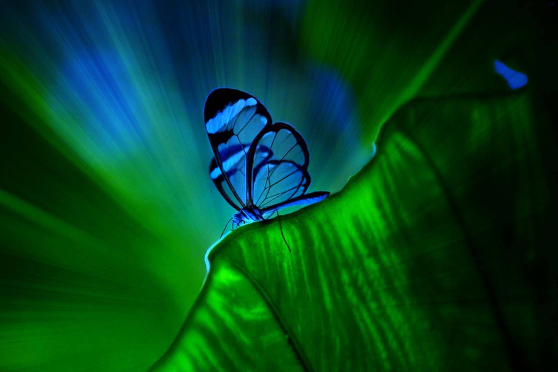 1920x1280 Download Transparent Blue Butterfly Wallpaper