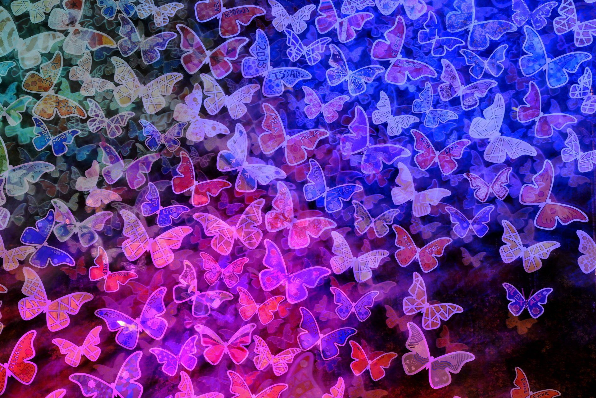 1920x1282 Vibrant Blue & Pink Butterfly Glow Colorful Animal Wallpaperx1709