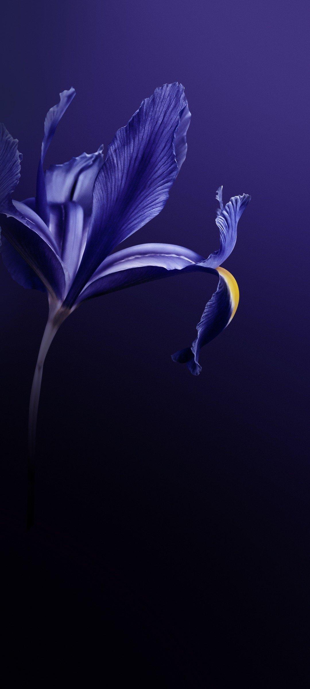 1080x2400 Vivo Z6 Original HD Wallpaper