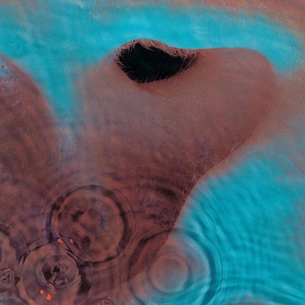1000x1000 Pink Floyd Day In Music