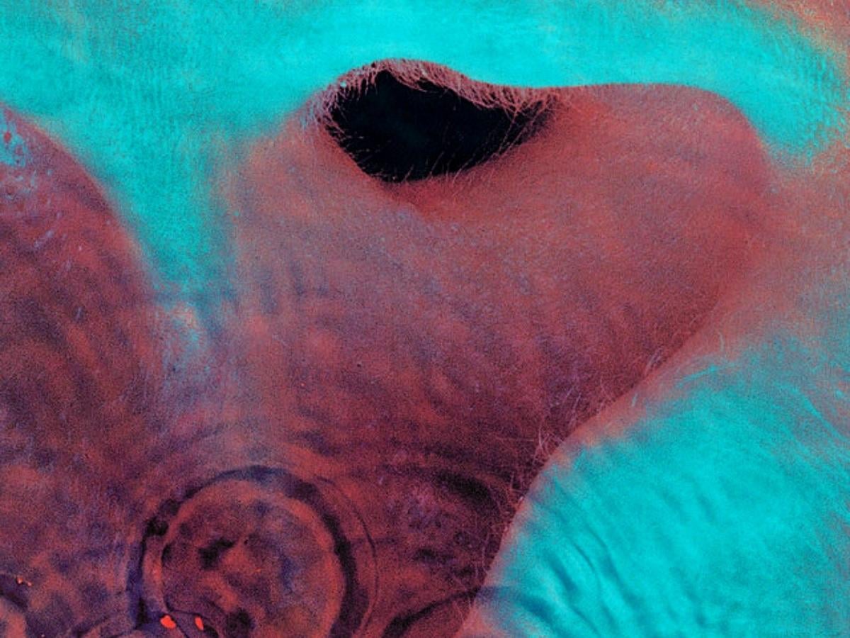 1200x900 The understated genius of Pink Floyd album 'Meddle'