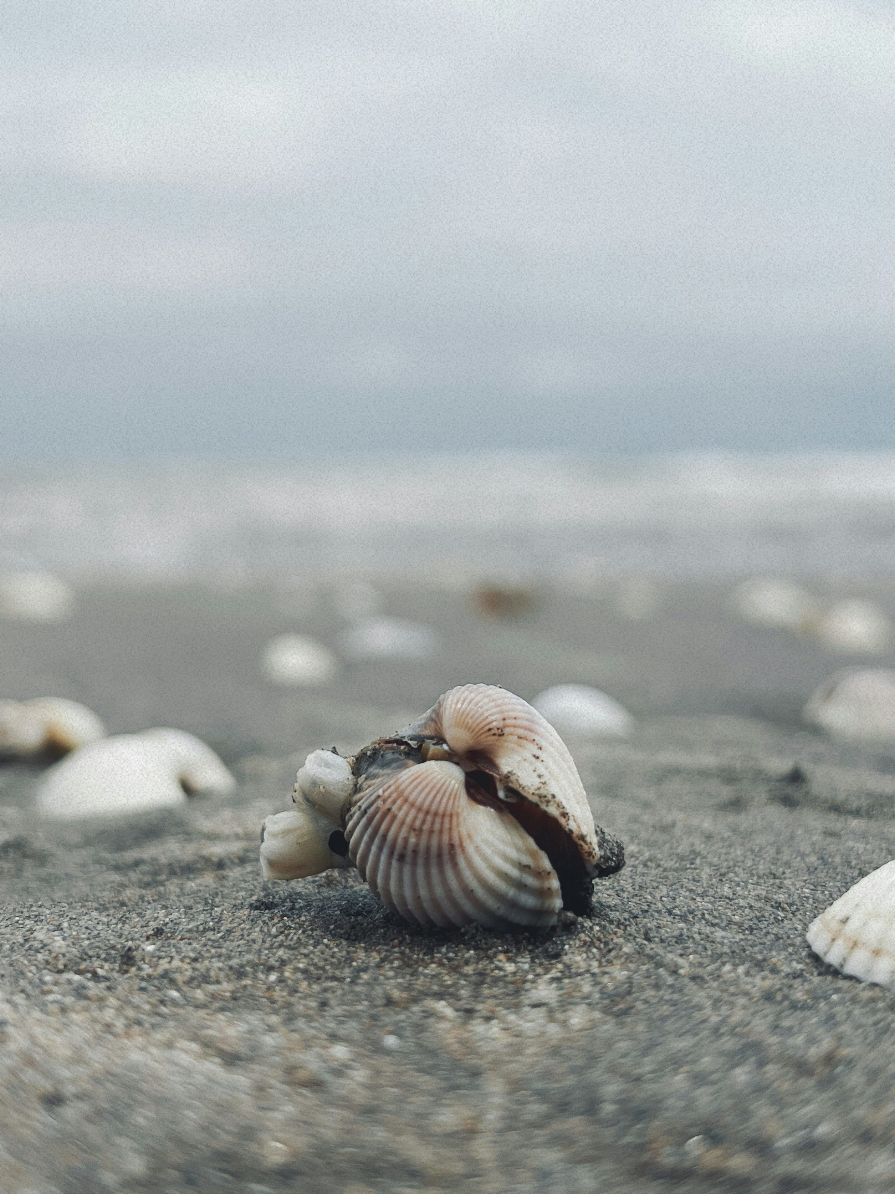 3000x4000 Seashells on a sandy beach under a cloudy sky. photo