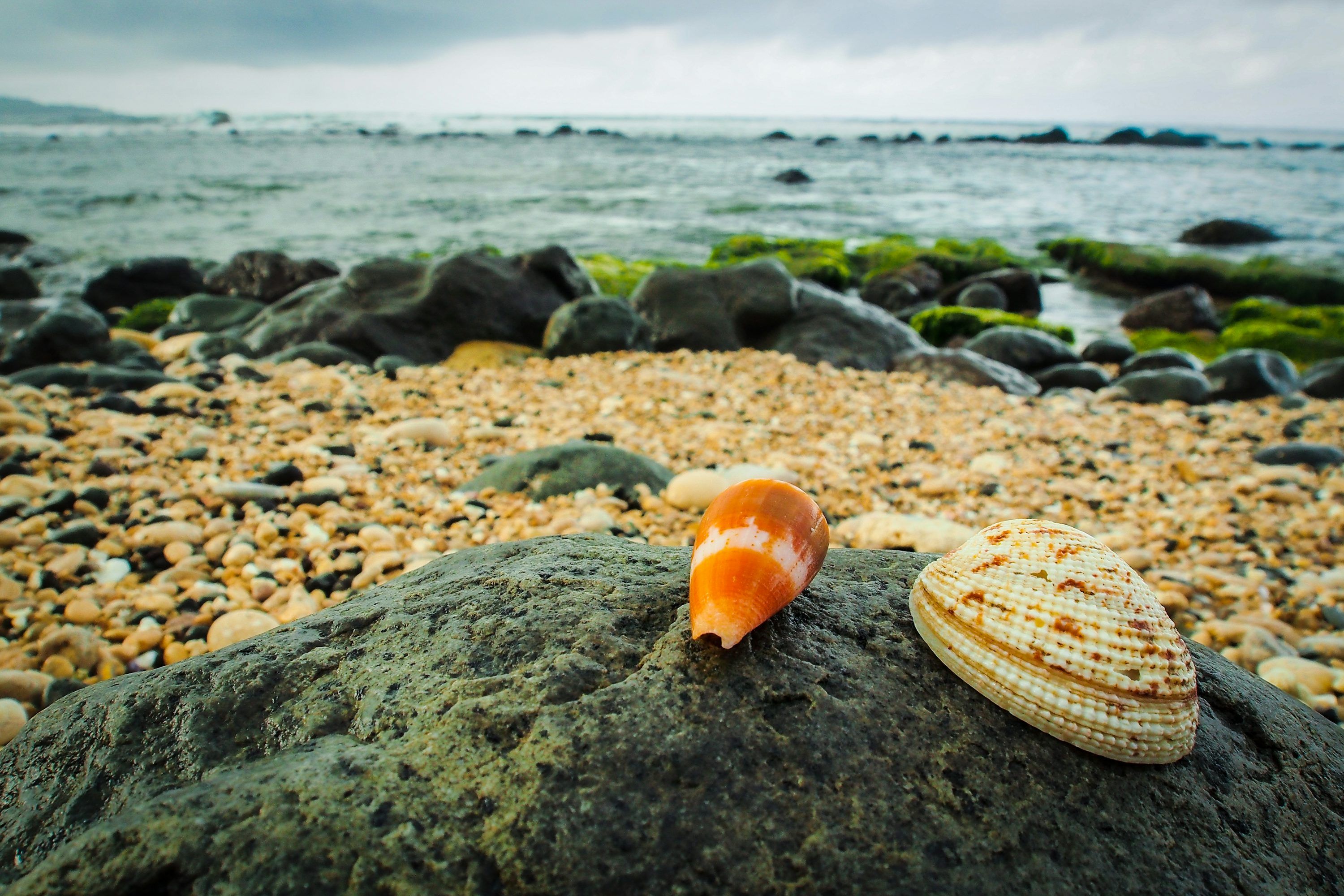 3000x2000 A shell is sitting on a rock on the beach