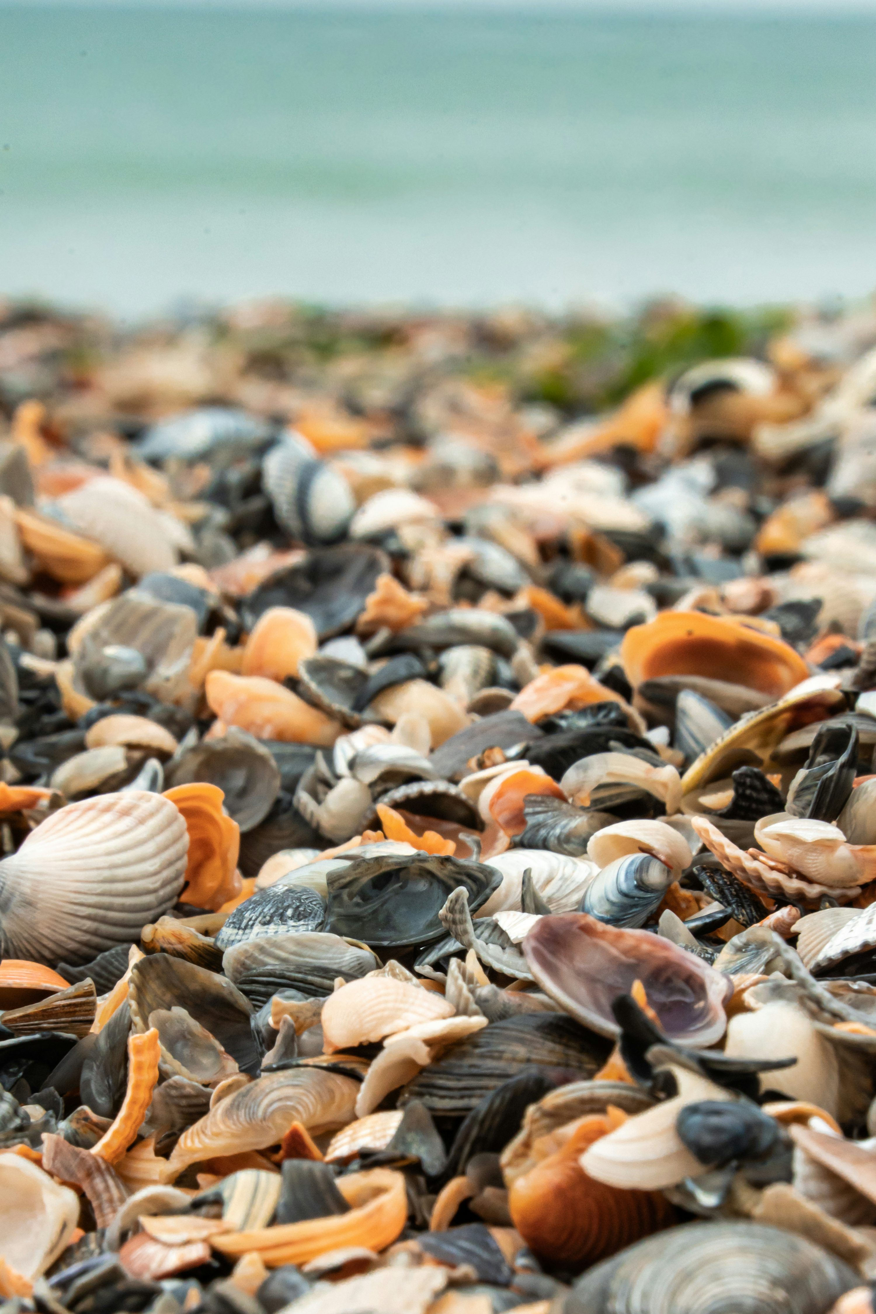3000x4500 A bunch of seashells that are on a beach