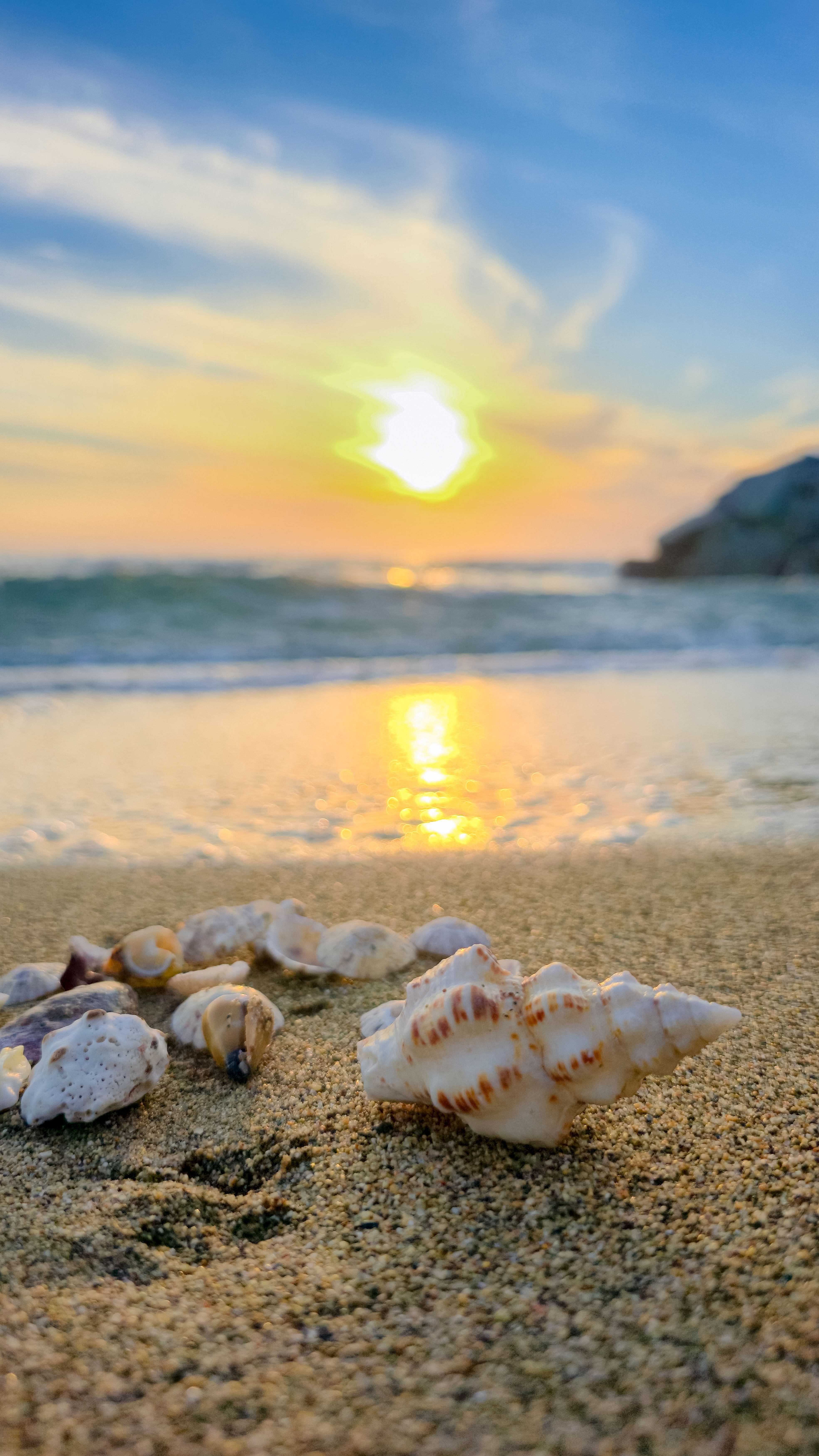 3939x7000 Brown Sea Shells on Brown Sand · Free