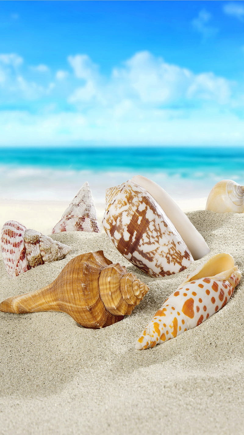 800x1422 Seashells, beach, sand, sea, shells, HD phone wallpaper
