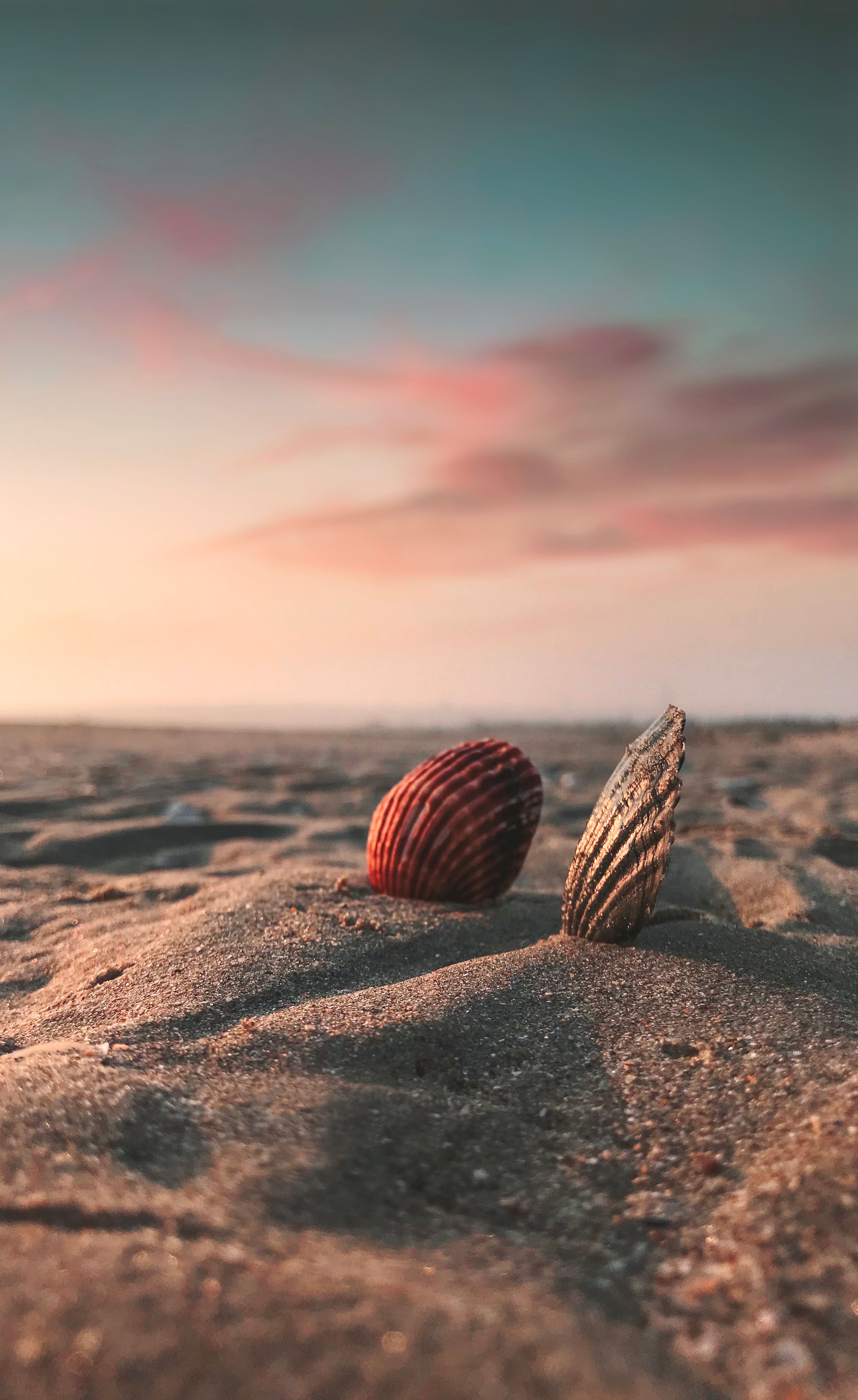 2808x4581 Sea Shell Wallpaper Photo, Download The BEST Free Sea Shell Wallpaper & HD Image
