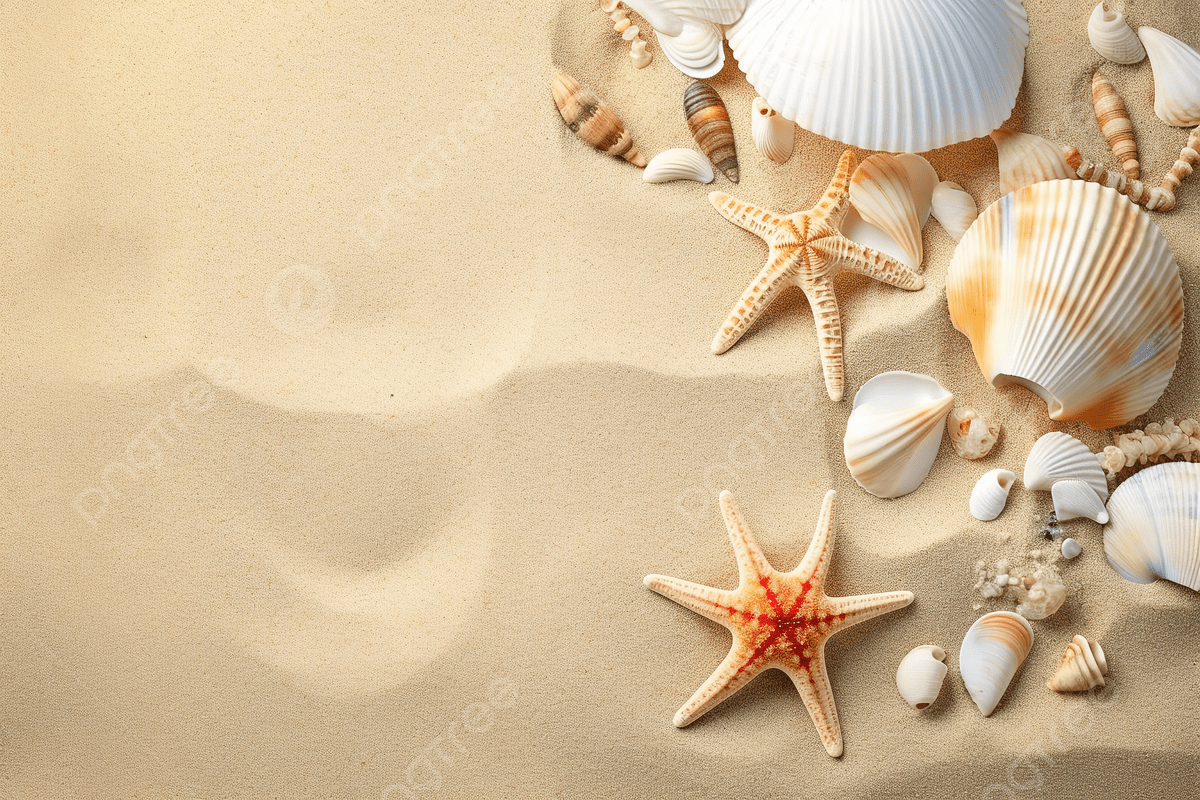 1200x800 Small Shells And Other Sea Items On A Sand Beach Photo And Picture For Free Download