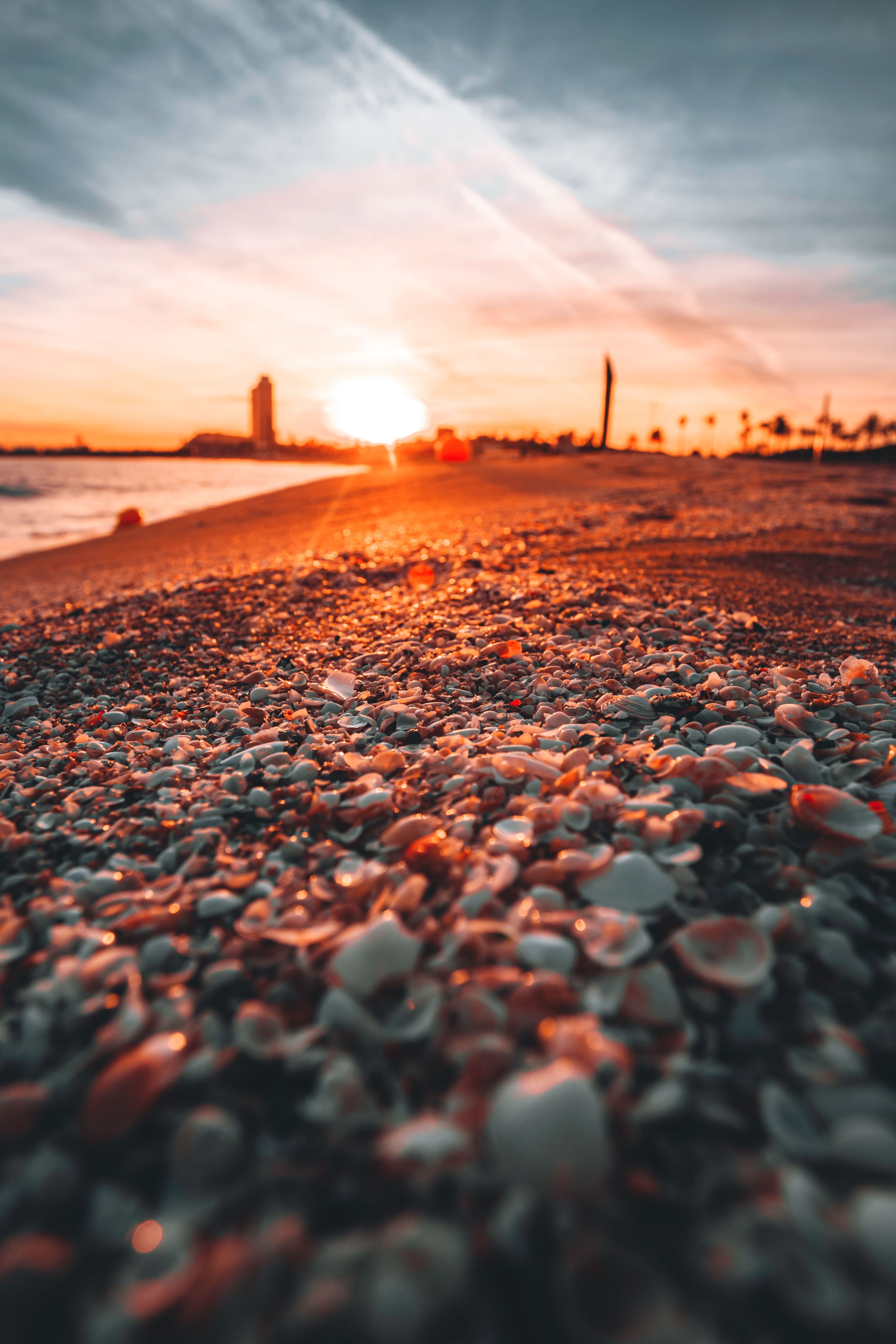 3393x5089 Close Up Of Seashells On The Beach Under A Bright Sunset Light · Free