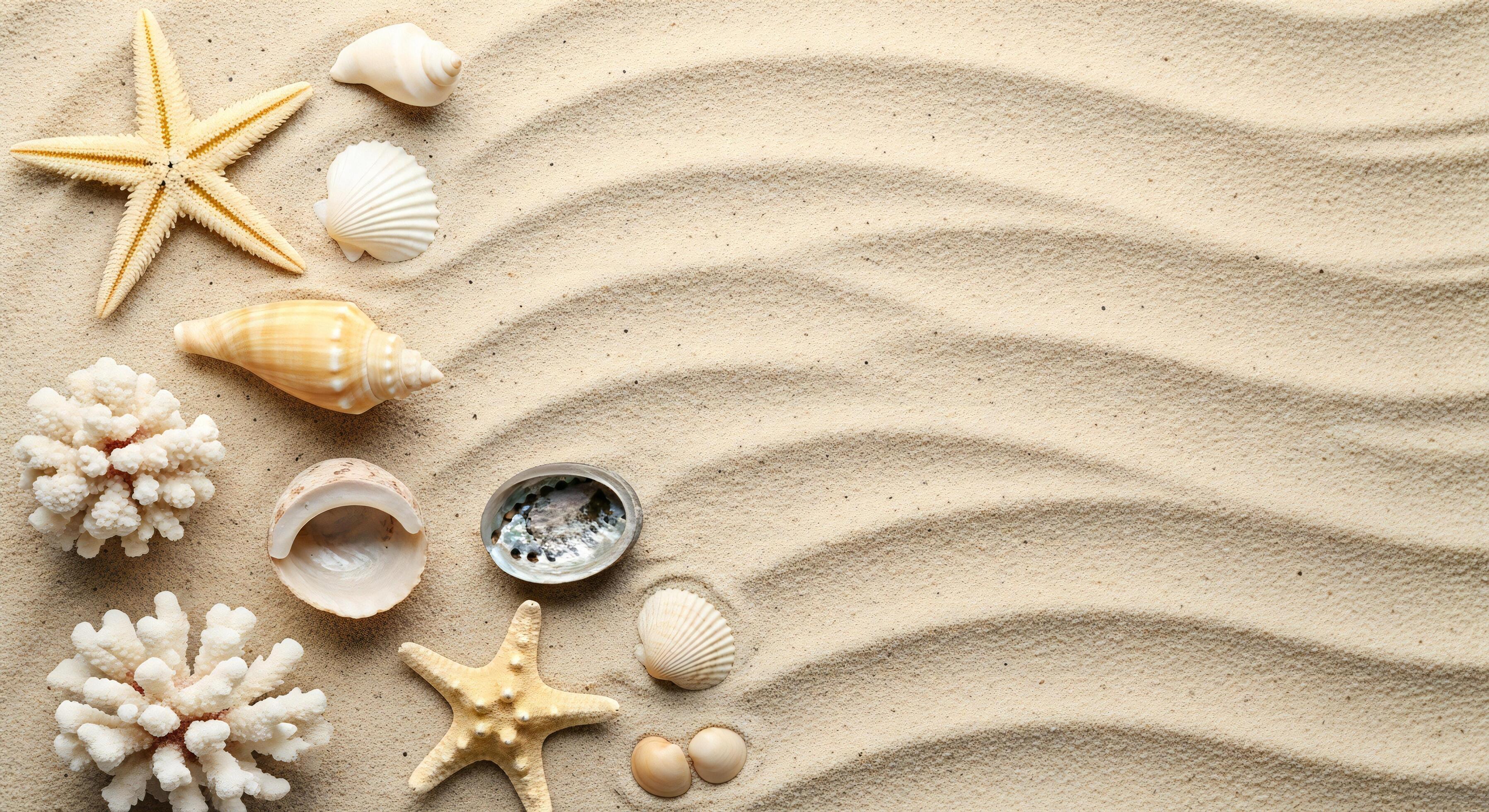 3593x1960 Nature background, Nature wallpaper, Assorted seashells starfishes and coral pieces resting on wavy beach sand