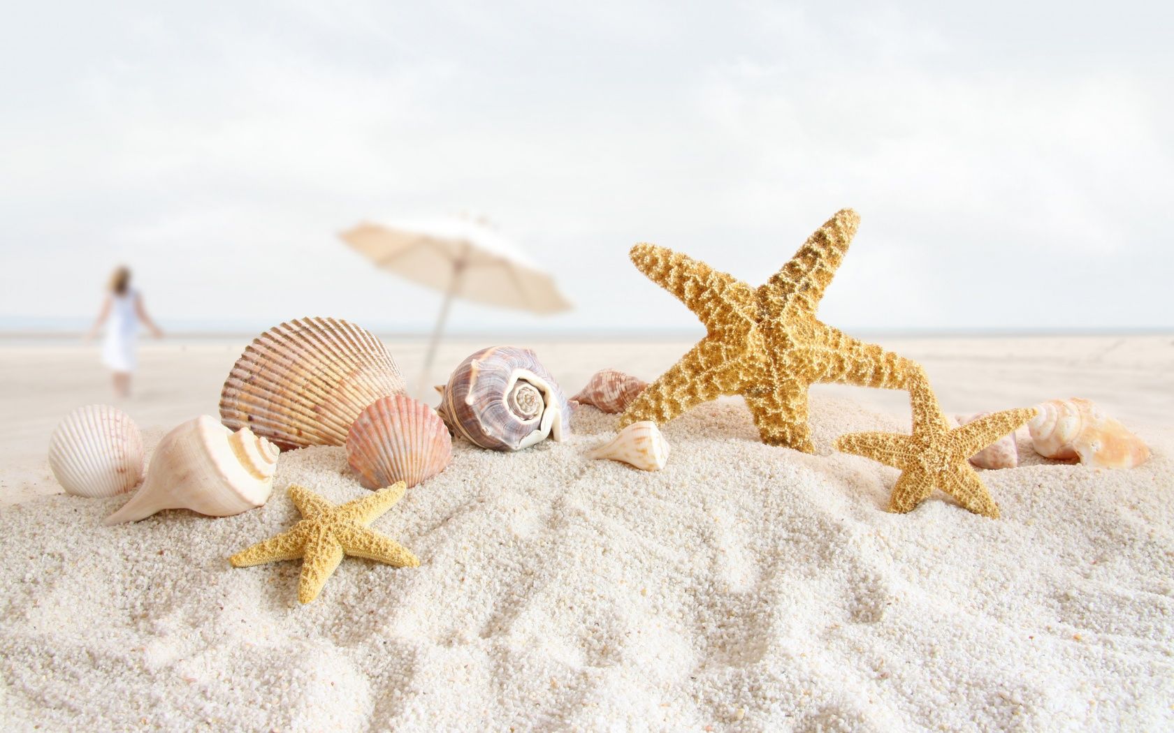 1680x1050 Seashells And Starfish On The Beach 4K UHD Wallpaper for UltraHD Desktop and TV : Dual Monitor : Smartphone and Tablet Devices