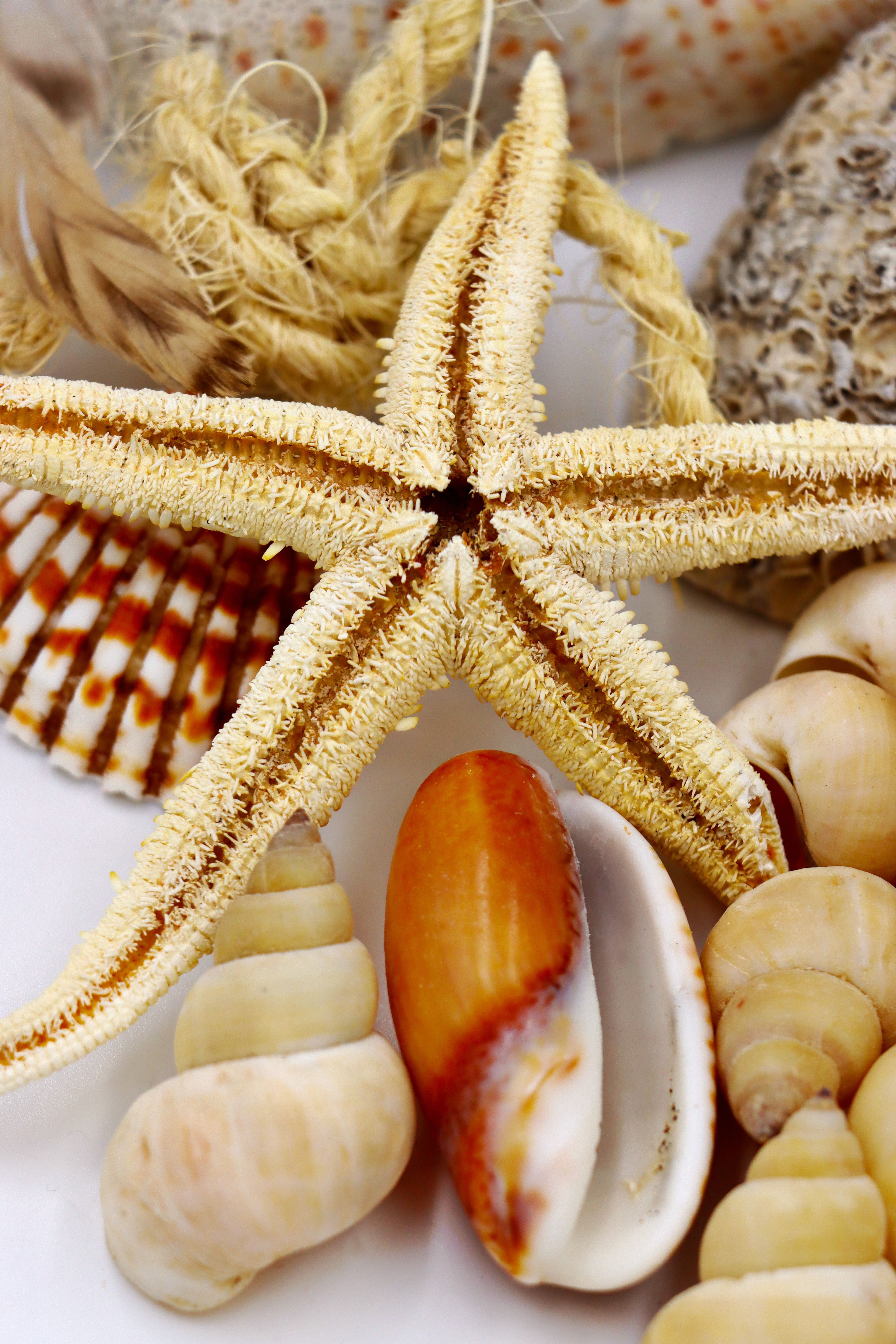 4640x6960 Sea Shells Photo, Download The BEST Free Sea Shells & HD Image